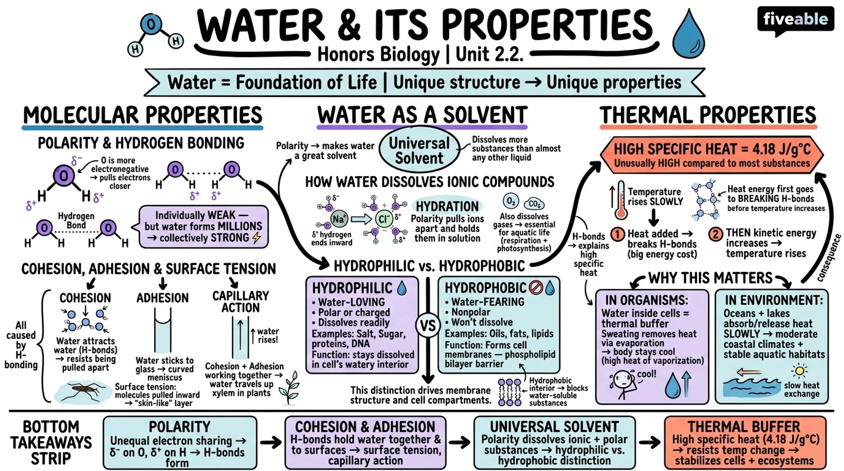 2.2 Water and Its Properties - Honors Biology - Unit 2 visual cheatsheet