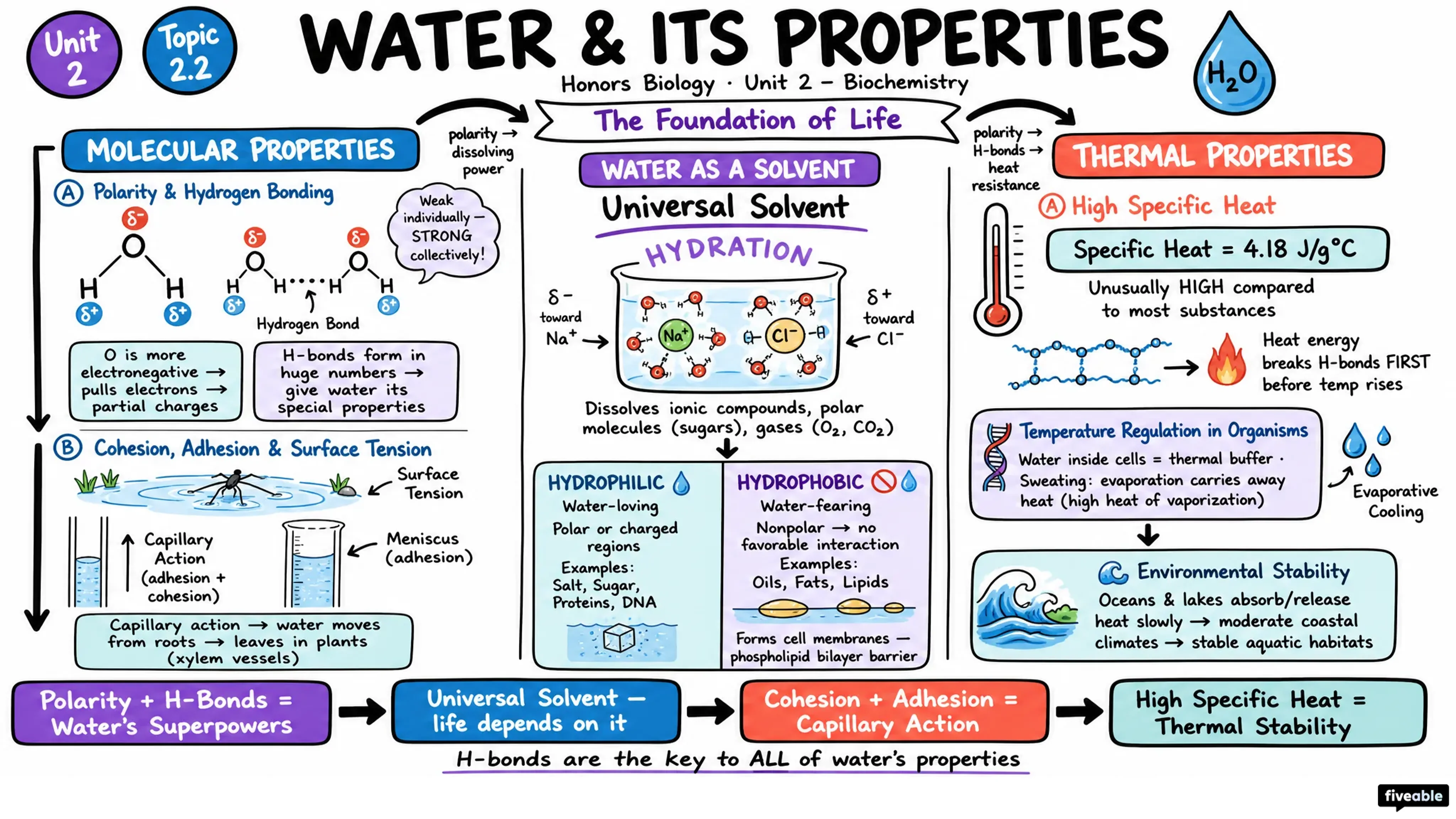 2.2 Water and Its Properties - Honors Biology - Unit 2 visual cheatsheet