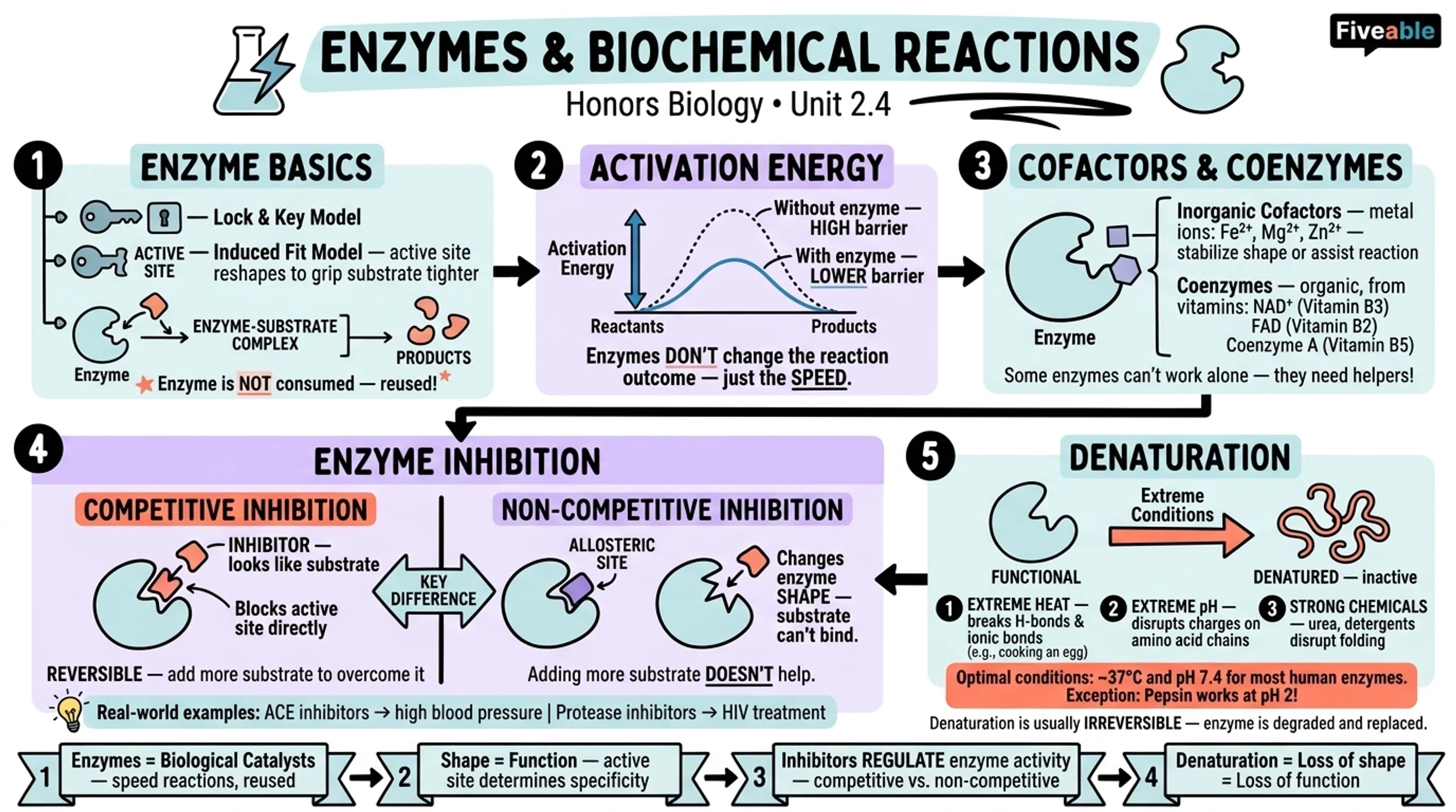 2.4 Enzymes and Biochemical Reactions - Honors Biology - Unit 2 visual cheatsheet