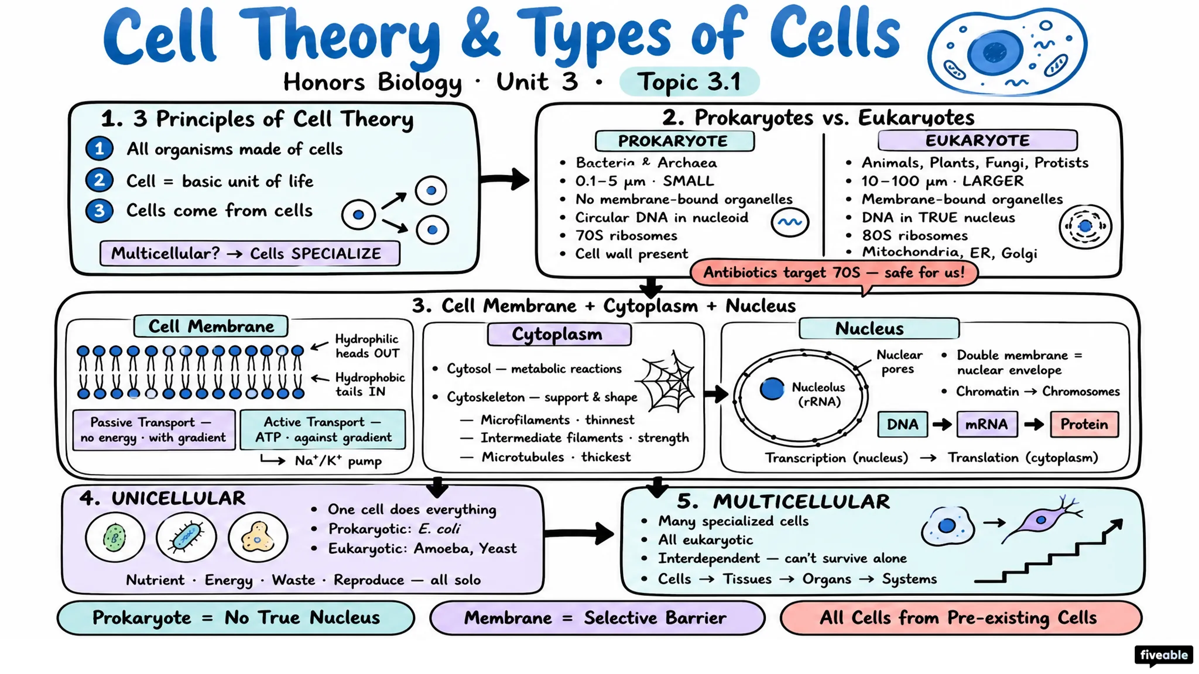 3.1 Cell Theory and Types of Cells - Honors Biology - Unit 3 visual cheatsheet