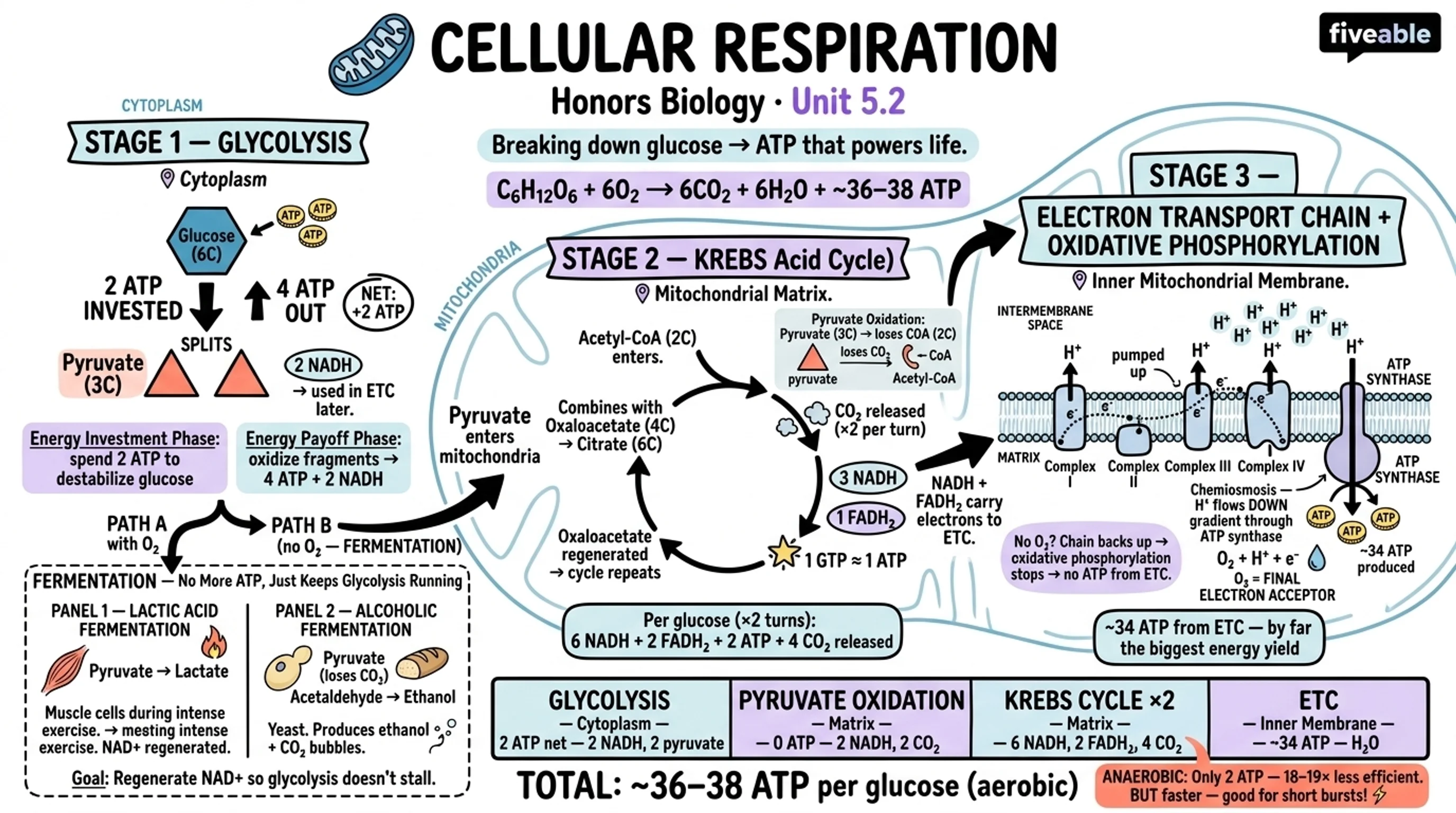 5.2 Cellular Respiration: Glycolysis, Krebs Cycle, and Electron Transport Chain - Honors Biology - Unit 5 visual cheatsheet