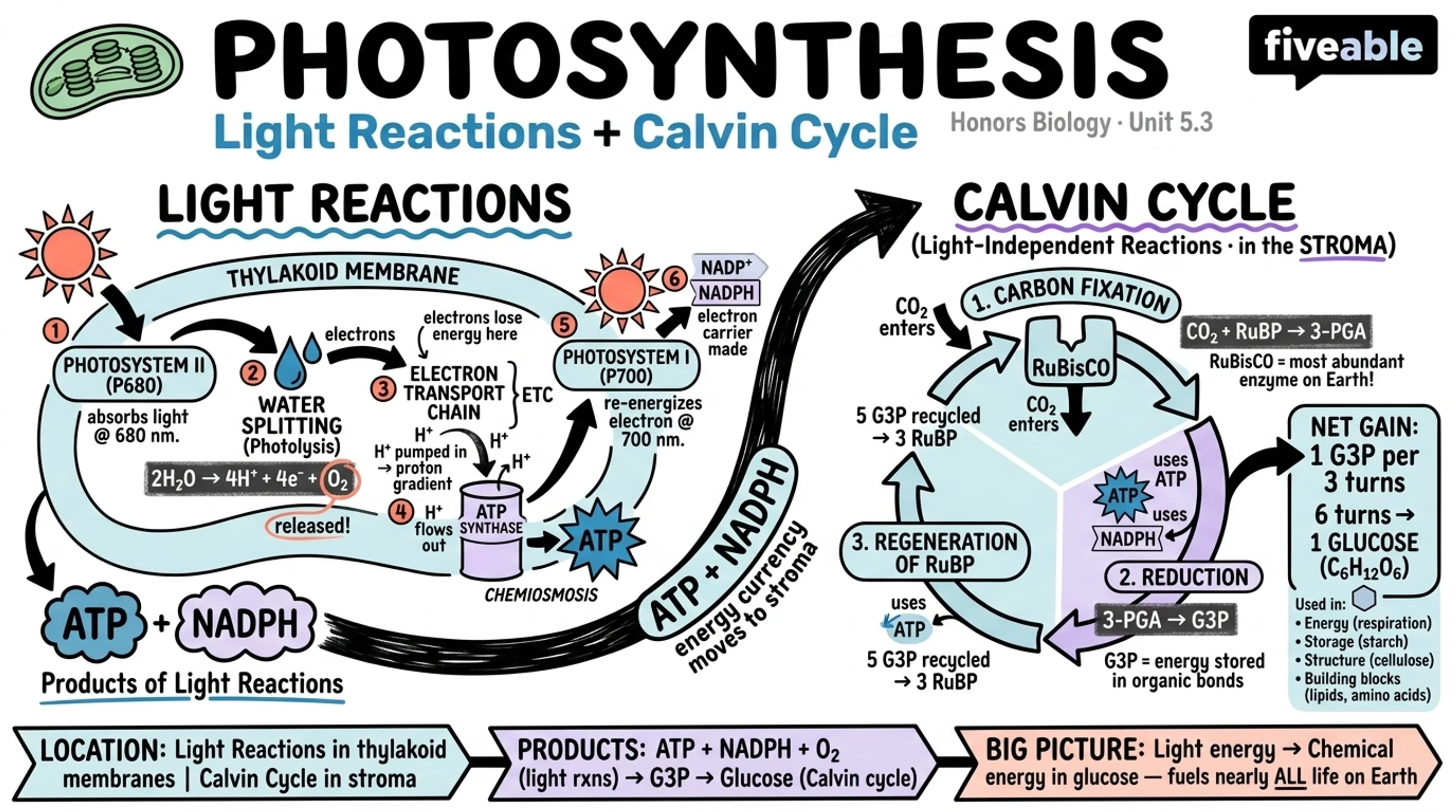 5.3 Photosynthesis: Light Reactions and Calvin Cycle - Honors Biology - Unit 5 visual cheatsheet