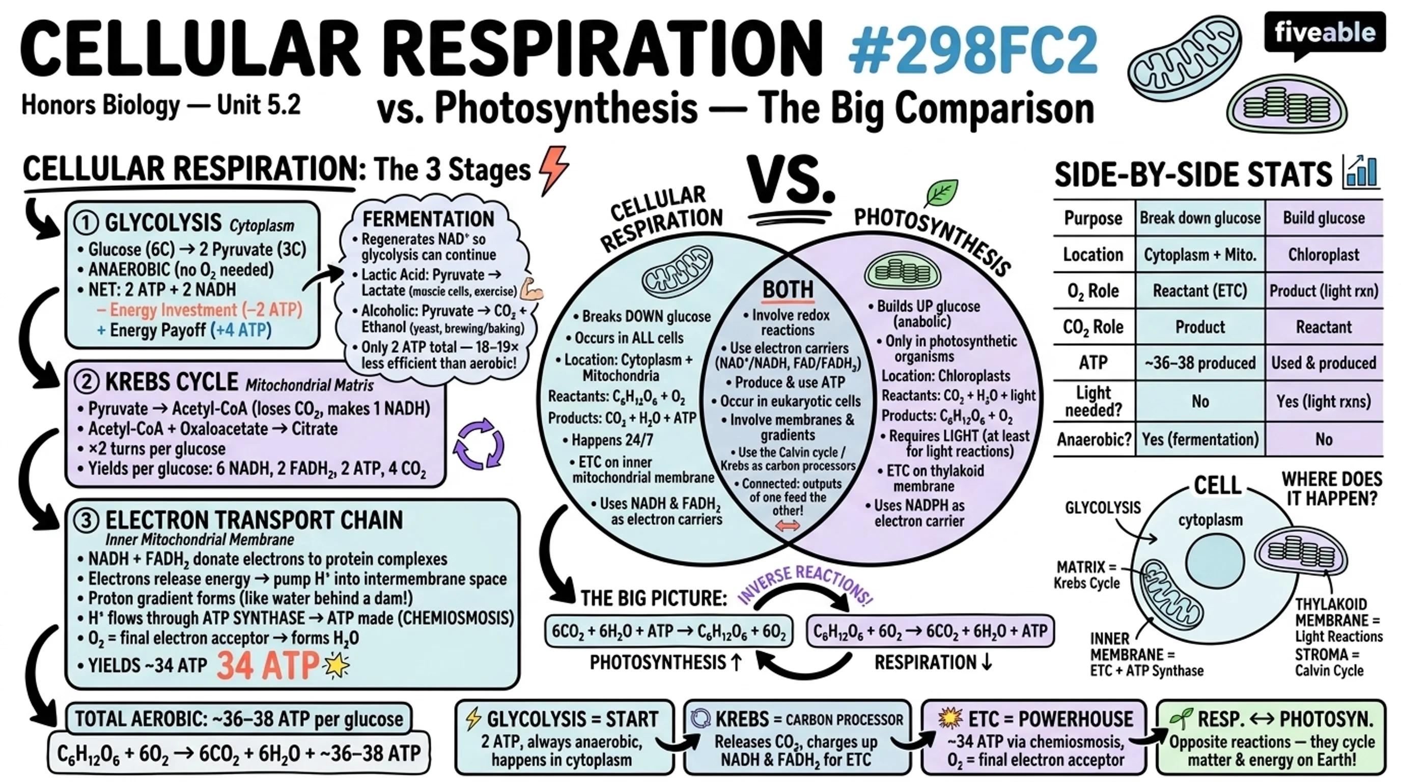 5.2 Cellular Respiration: Glycolysis, Krebs Cycle, and Electron Transport Chain - Honors Biology - Unit 5 visual cheatsheet