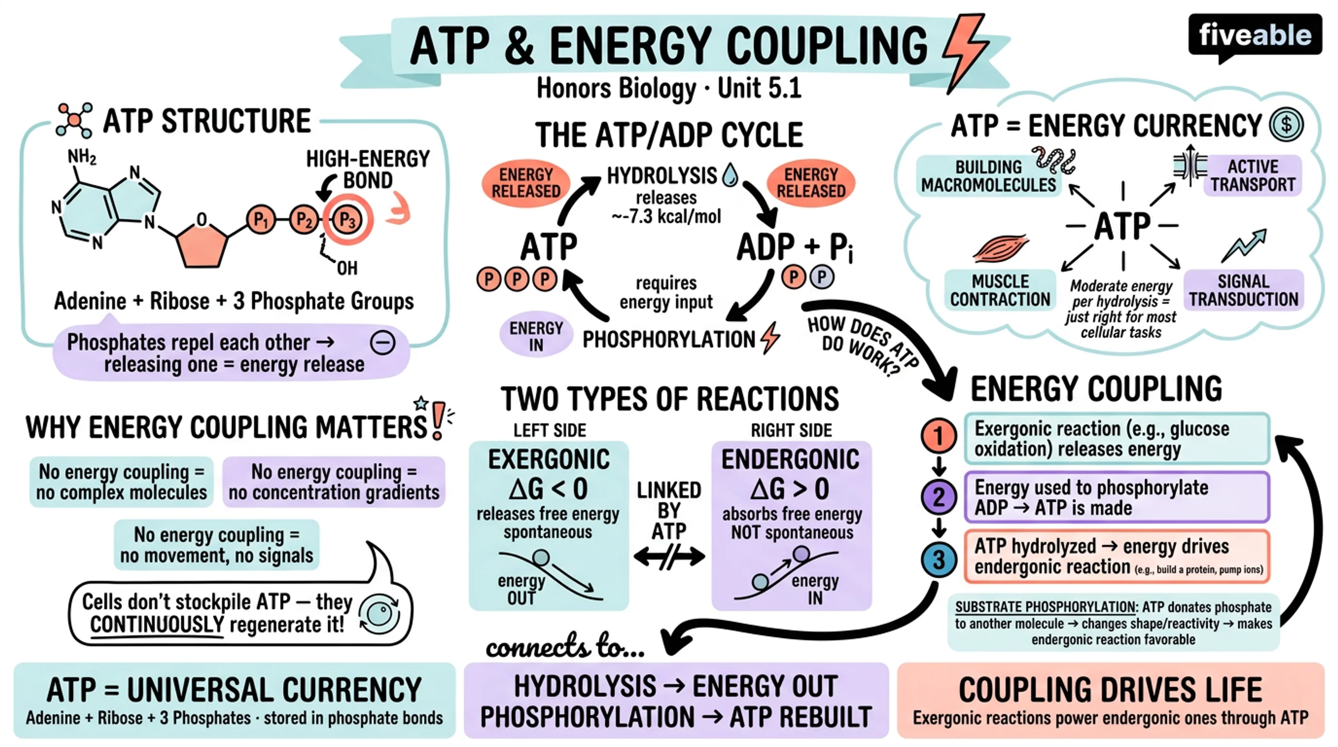 5.1 ATP and Energy Coupling - Honors Biology - Unit 5 visual cheatsheet