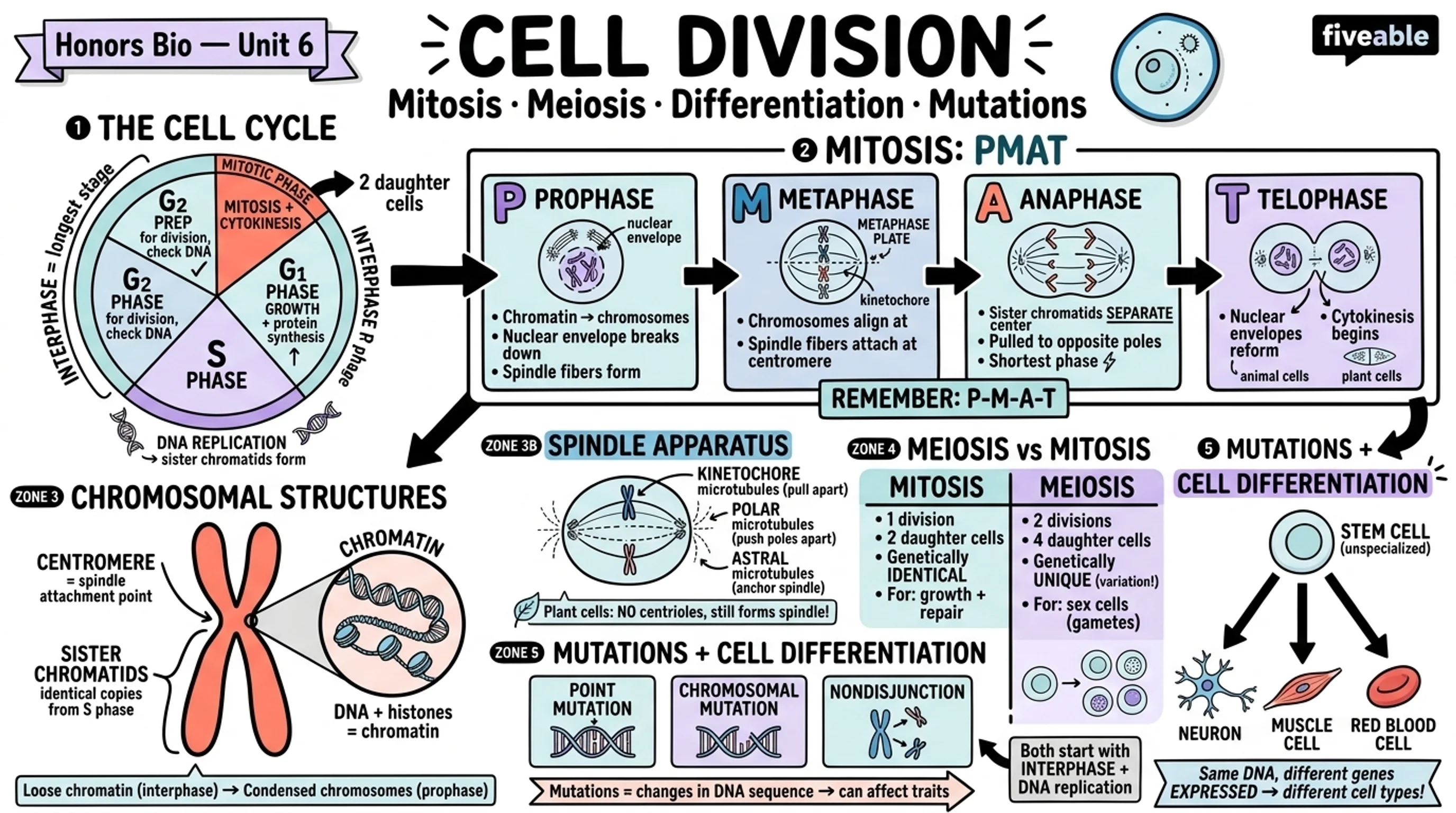 6.1 Cell Cycle and Mitosis - Honors Biology - Unit 6 visual cheatsheet