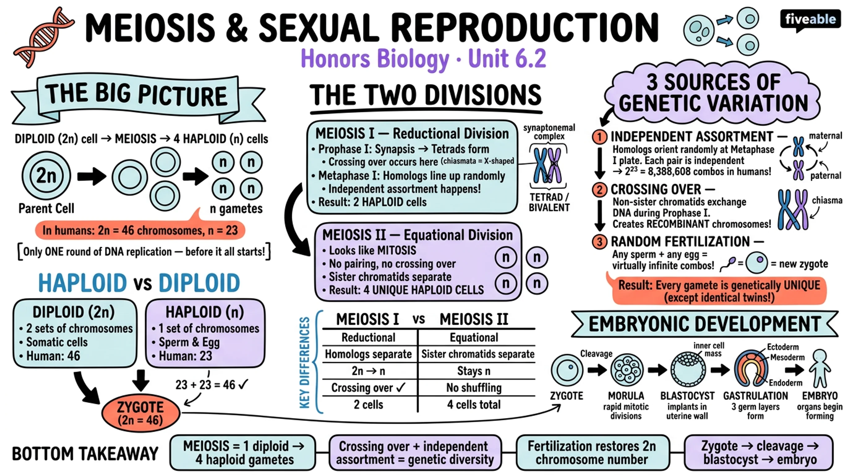 6.2 Meiosis and Sexual Reproduction - Honors Biology - Unit 6 visual cheatsheet