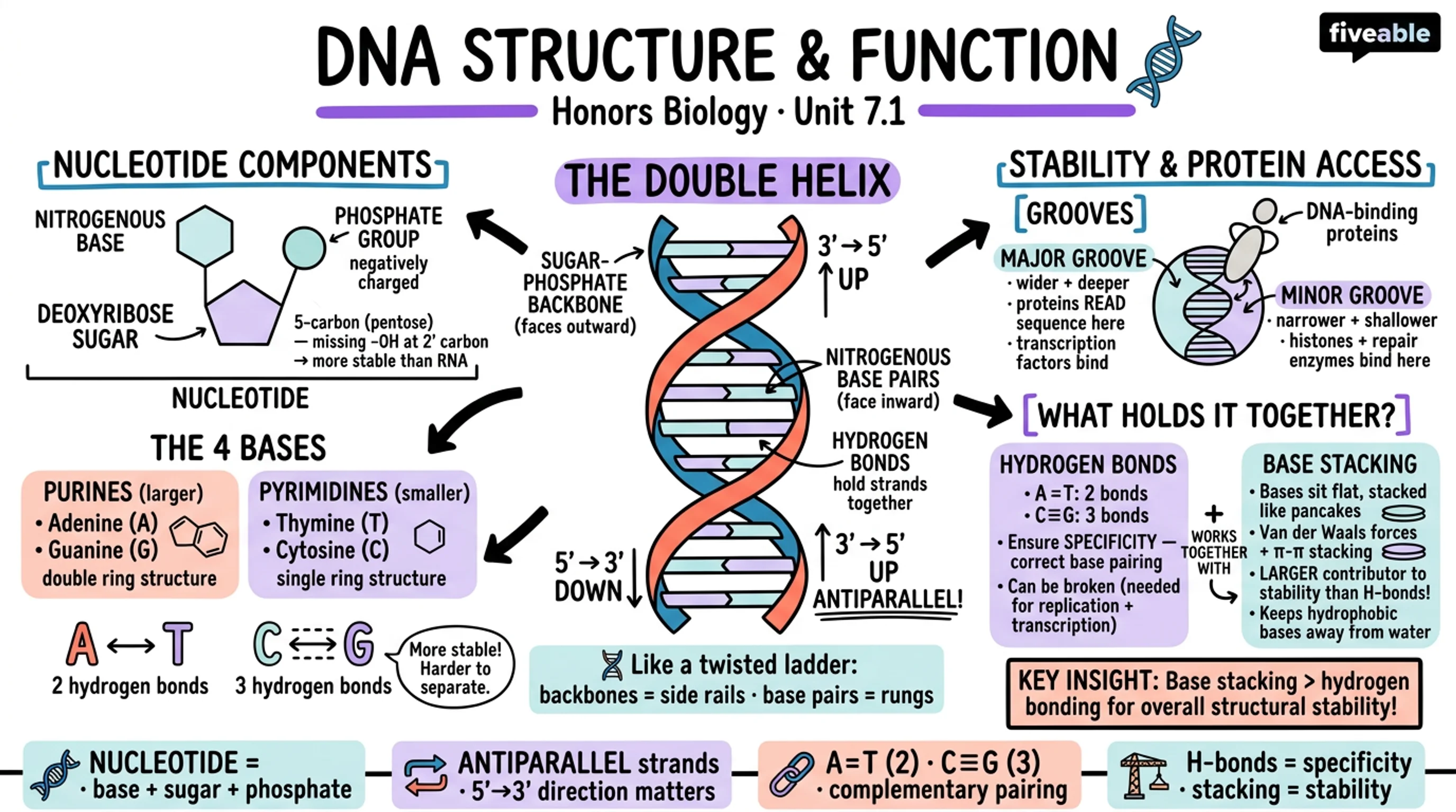 7.1 DNA Structure and Function - Honors Biology - Unit 7 visual cheatsheet