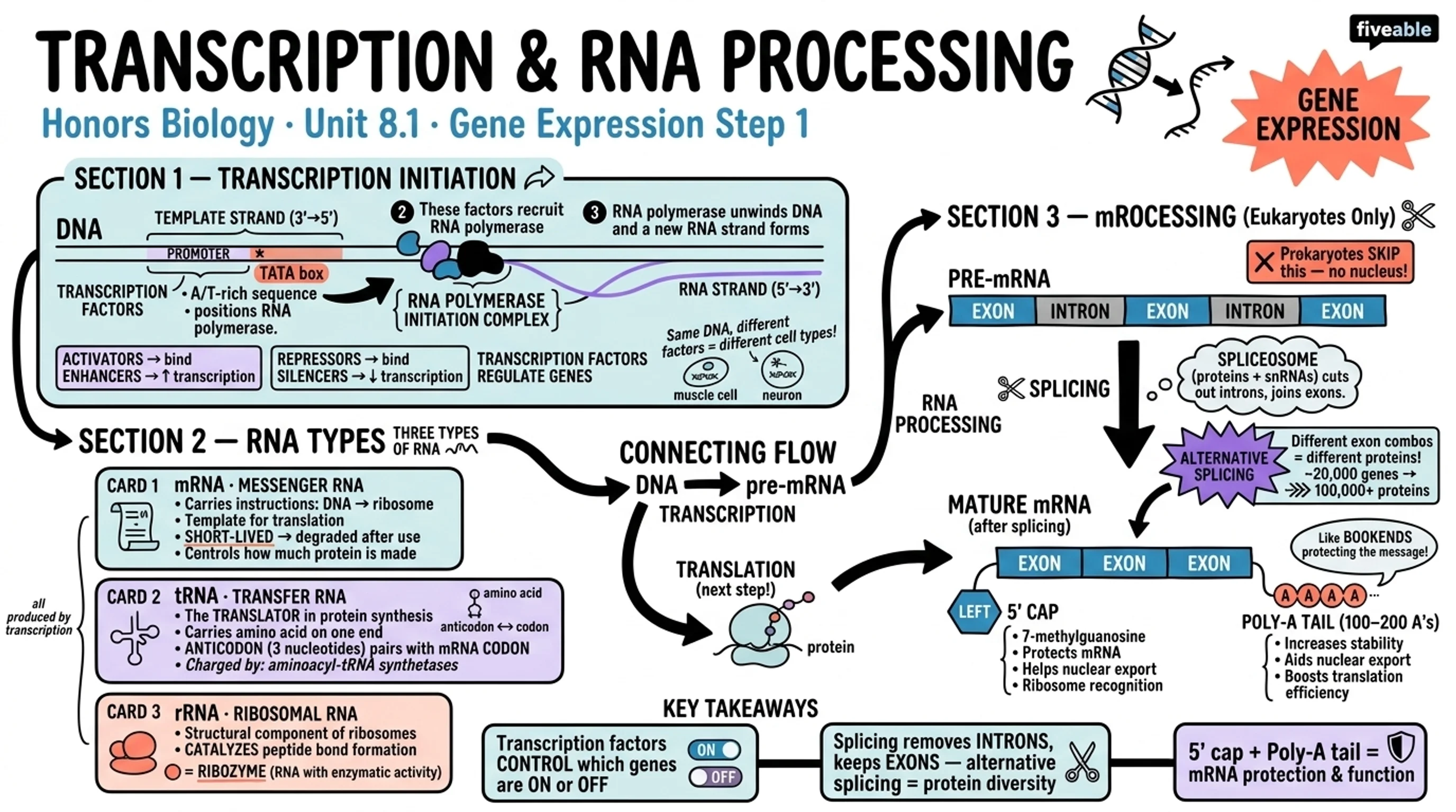 8.1 Transcription and RNA Processing - Honors Biology - Unit 8 visual cheatsheet