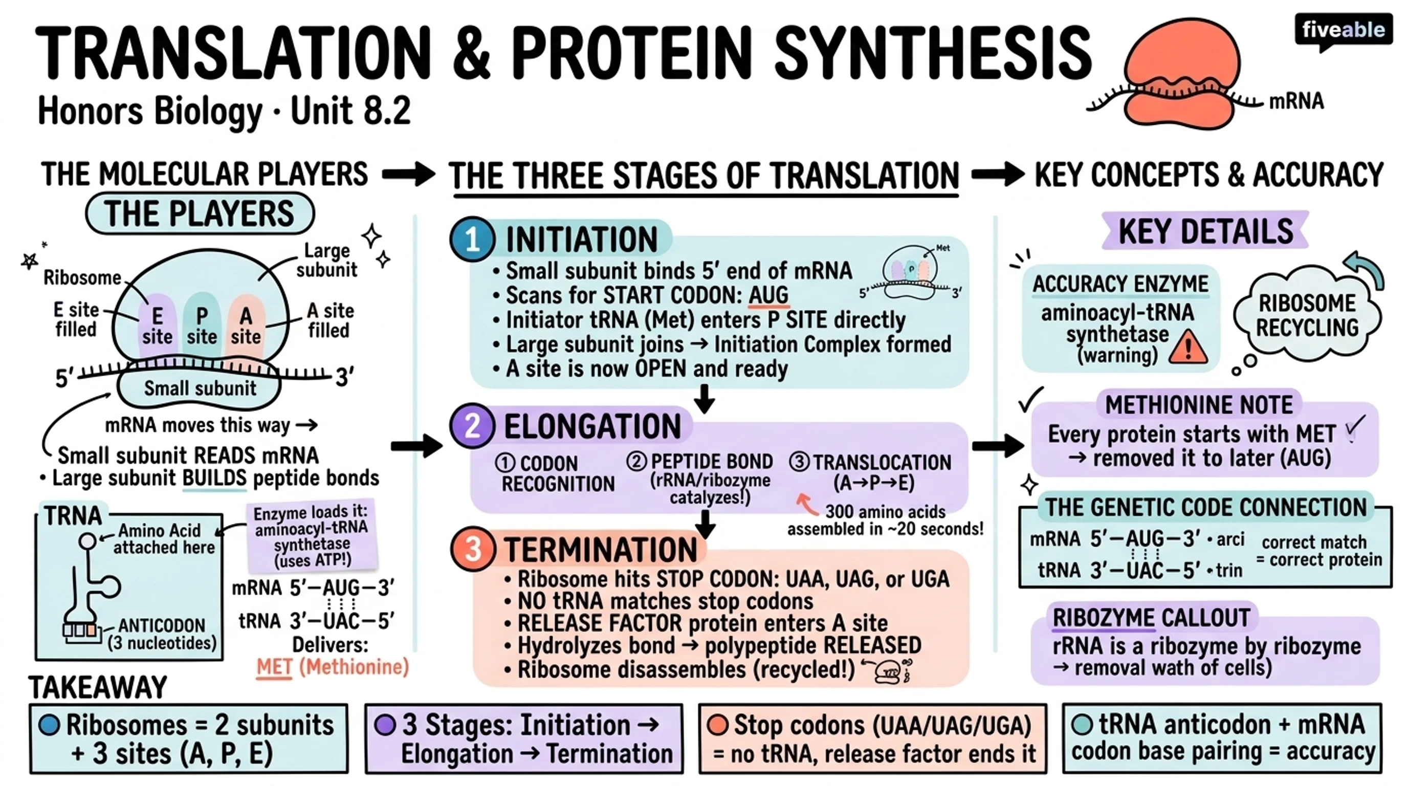 8.2 Translation and Protein Synthesis - Honors Biology - Unit 8 visual cheatsheet
