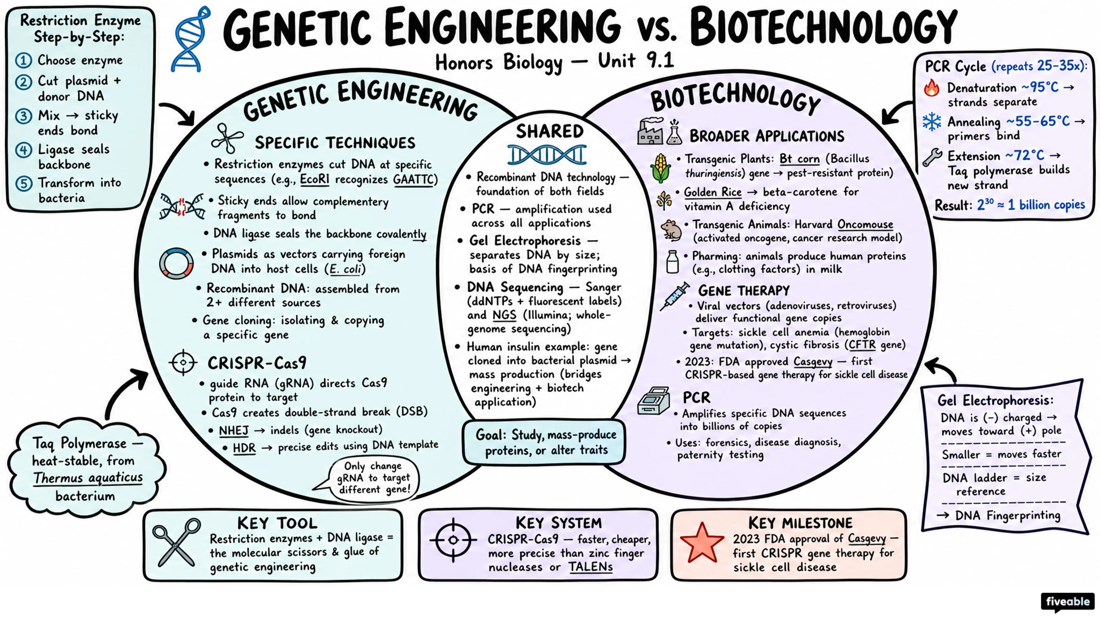 9.1 Genetic Engineering Techniques - Honors Biology - Unit 9 visual cheatsheet