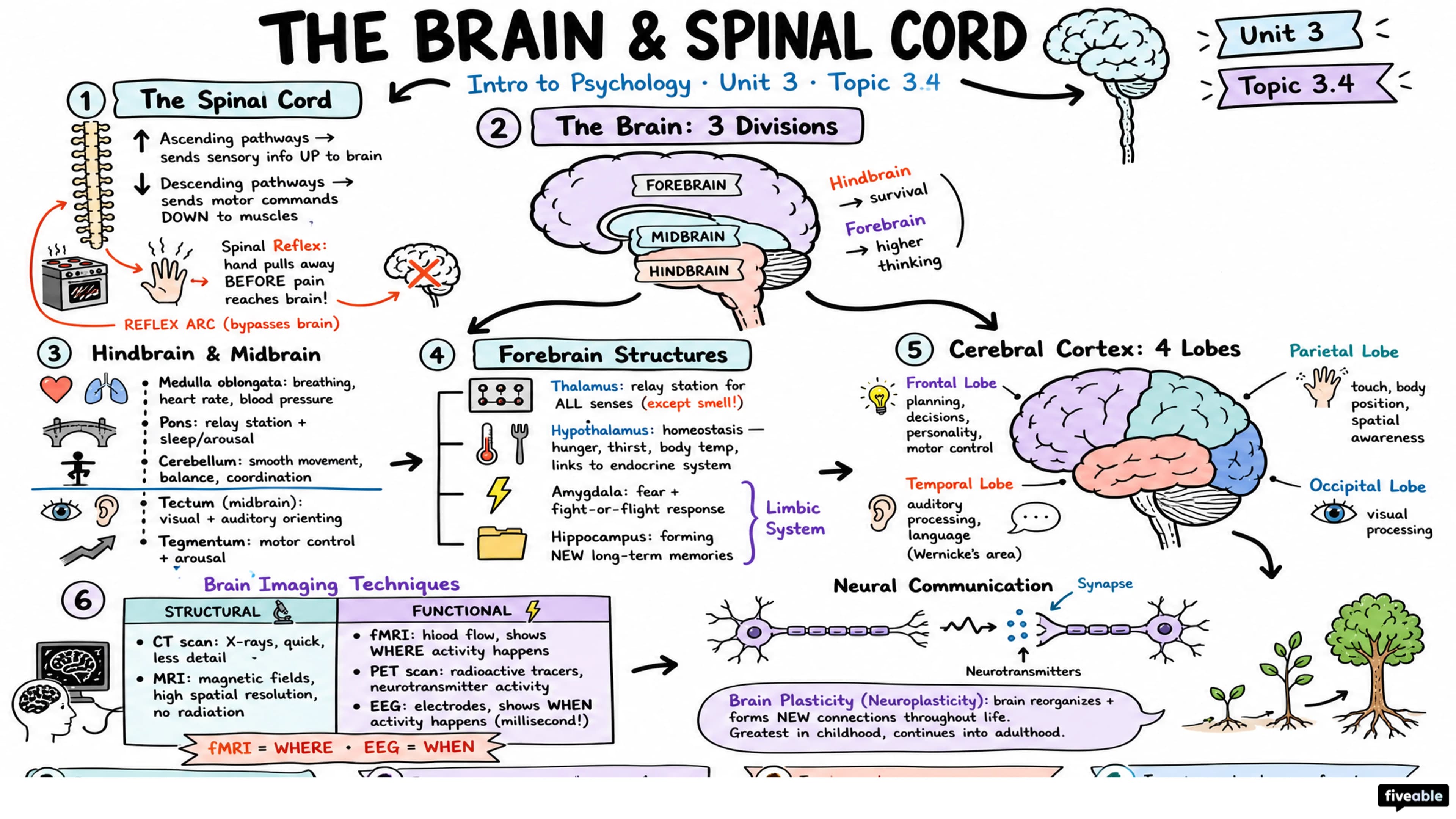 3.4 The Brain and Spinal Cord - Intro to Psychology - Unit 3 visual cheatsheet