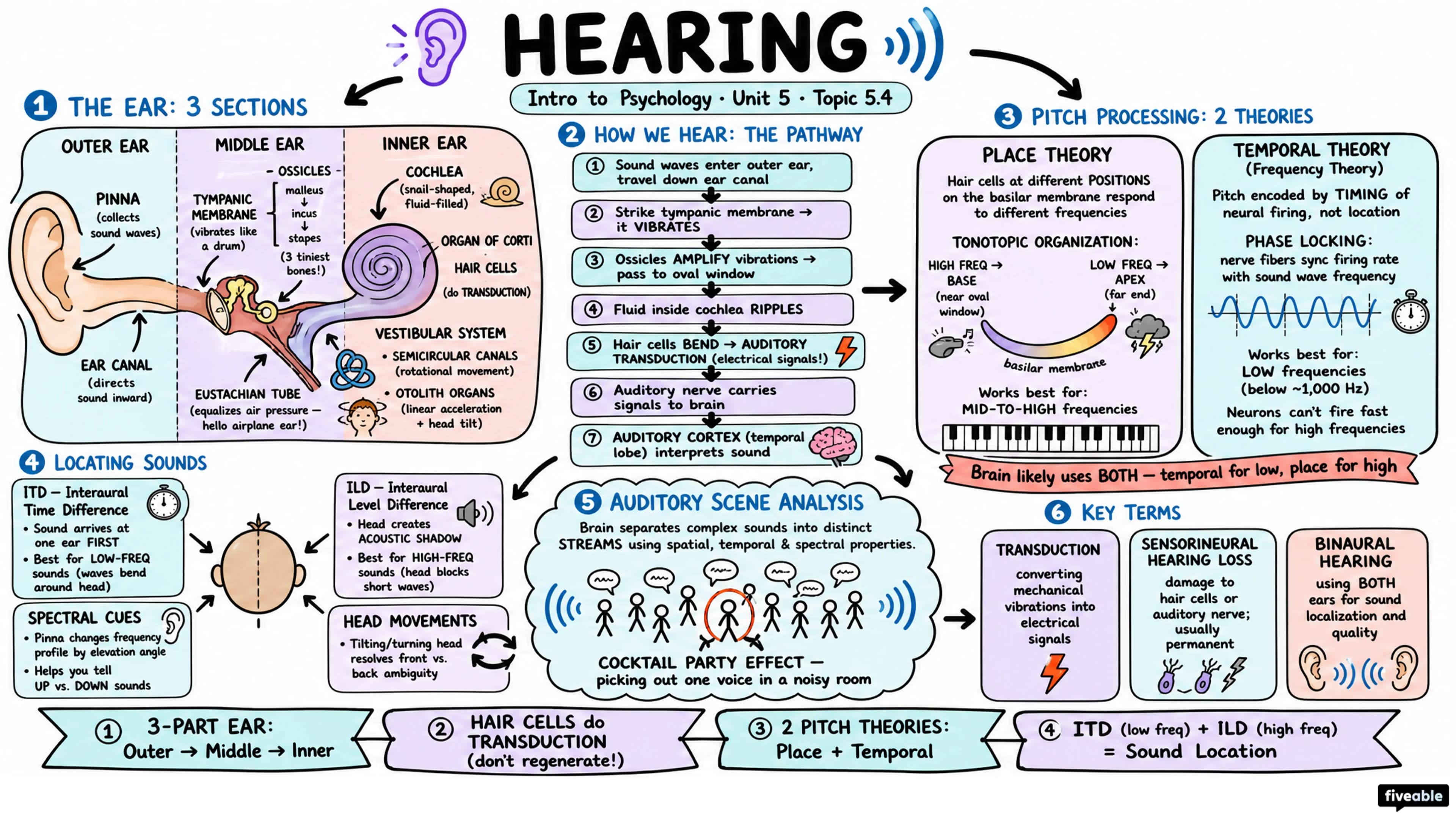5.4 Hearing - Intro to Psychology - Unit 5 visual cheatsheet