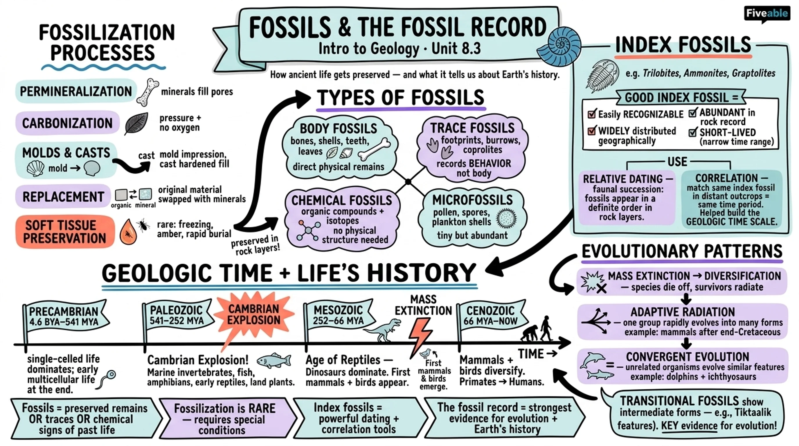 8.3 Fossils and the fossil record - Intro to Geology - Unit 8 visual cheatsheet