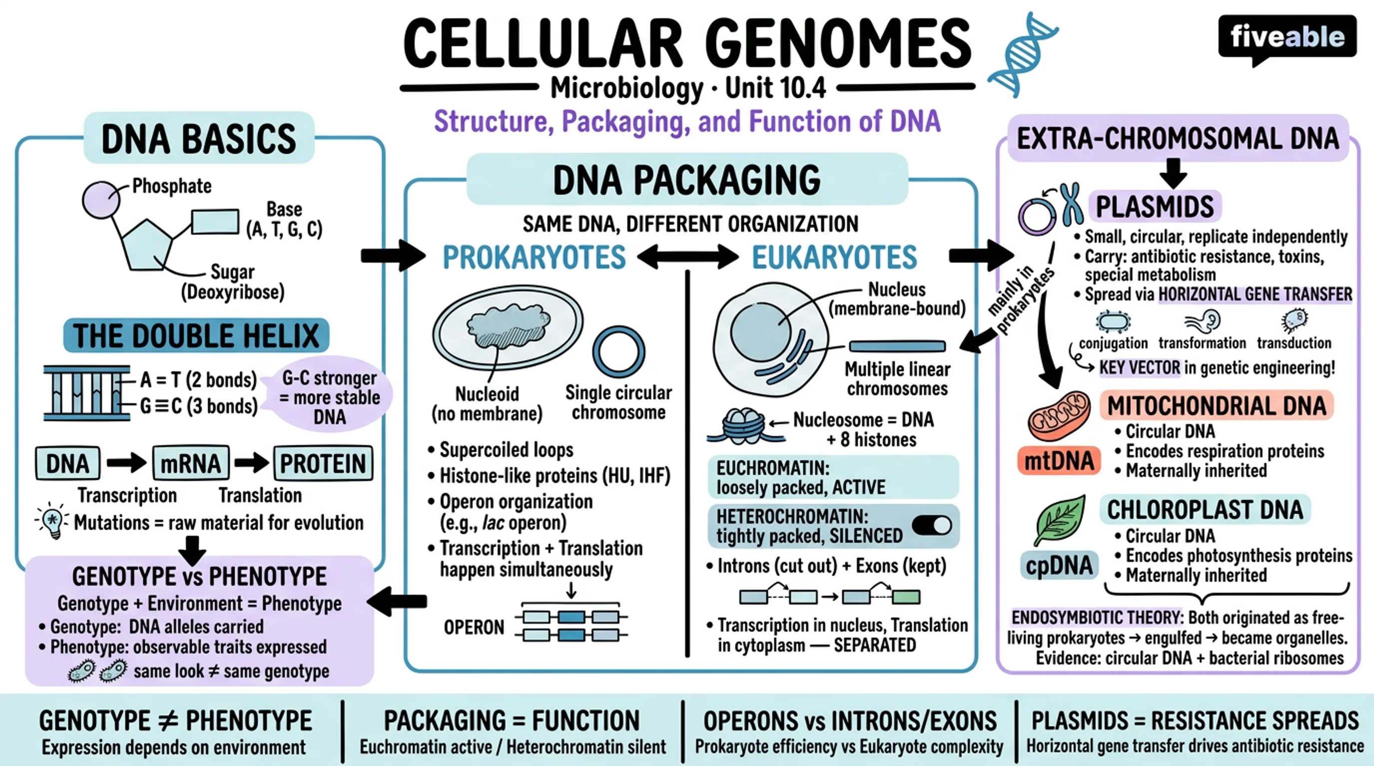 10.4 Structure and Function of Cellular Genomes - Microbiology - Unit 10 visual cheatsheet