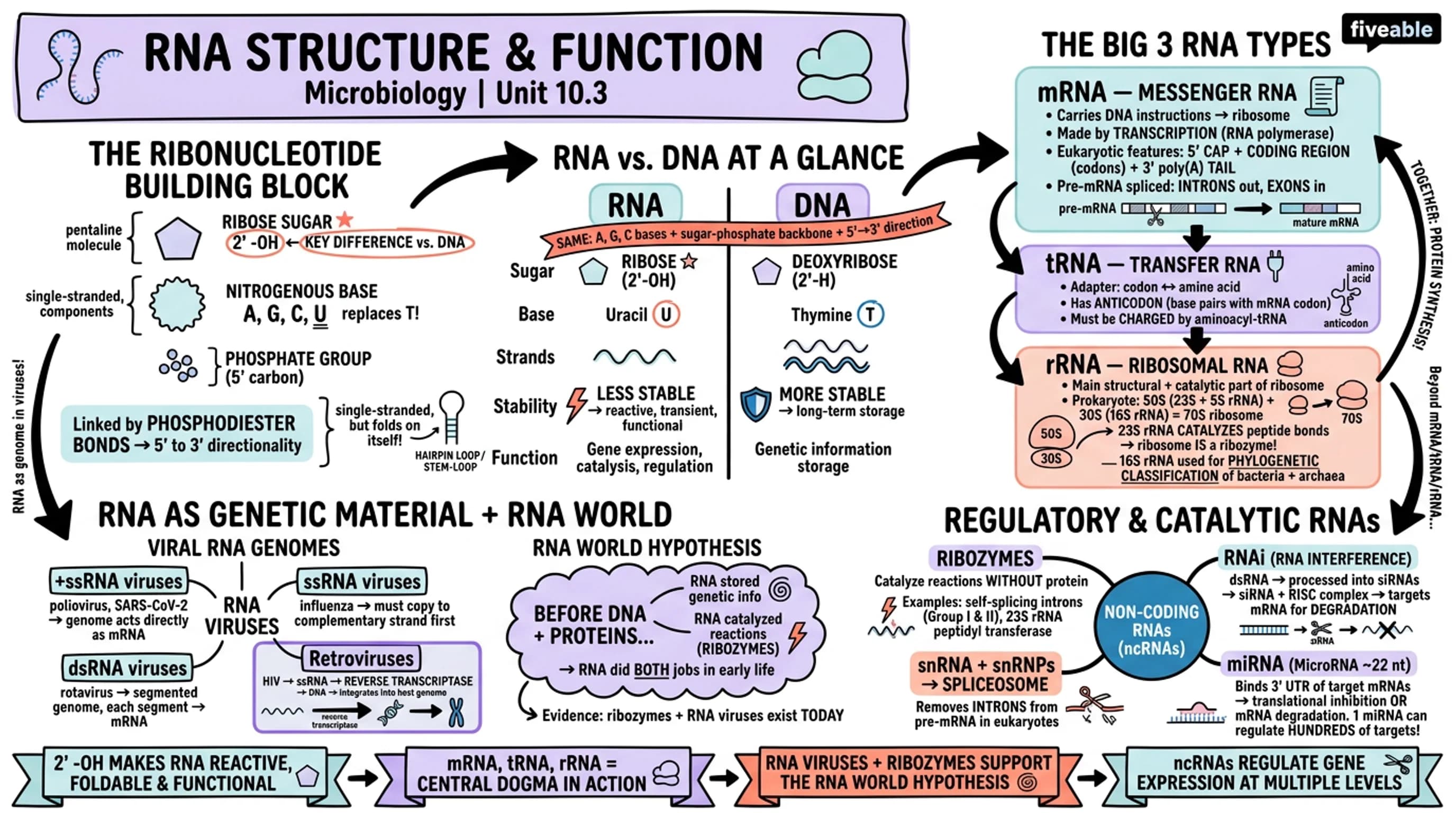10.3 Structure and Function of RNA - Microbiology - Unit 10 visual cheatsheet