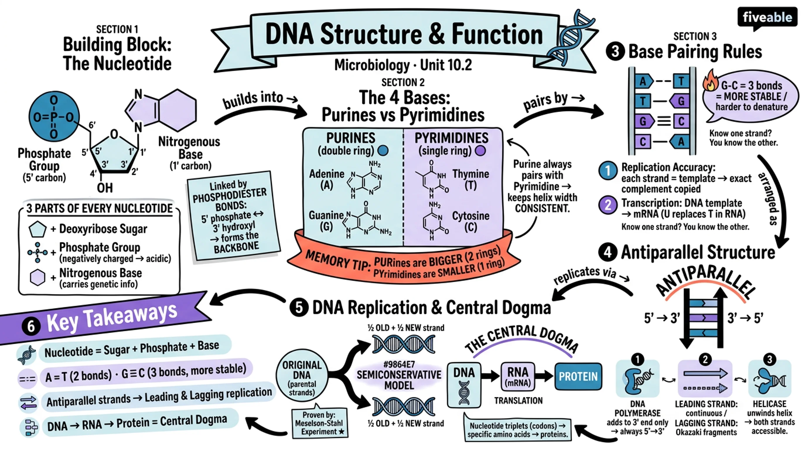 10.2 Structure and Function of DNA - Microbiology - Unit 10 visual cheatsheet