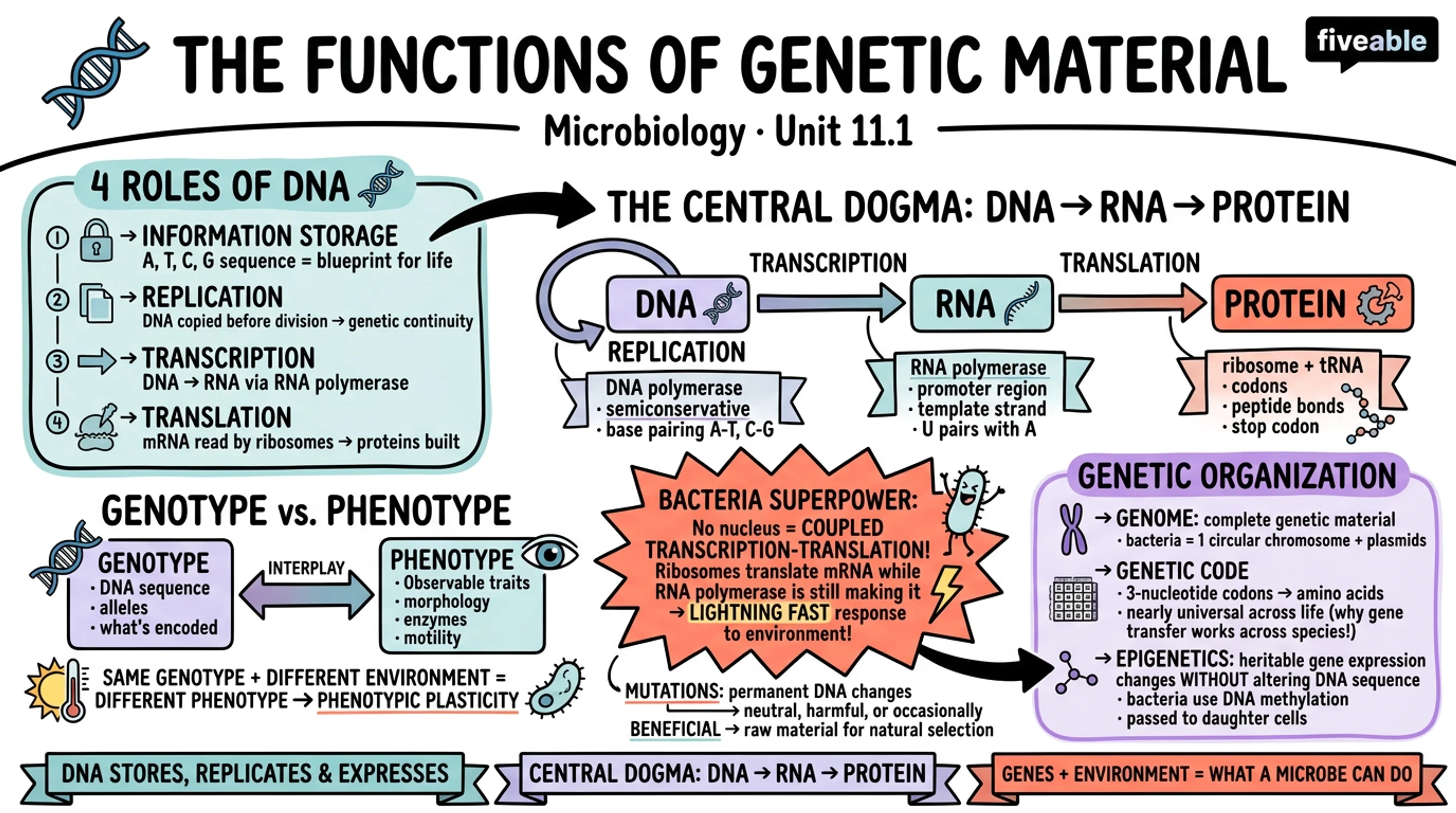 11.1 The Functions of Genetic Material - Microbiology - Unit 11 visual cheatsheet