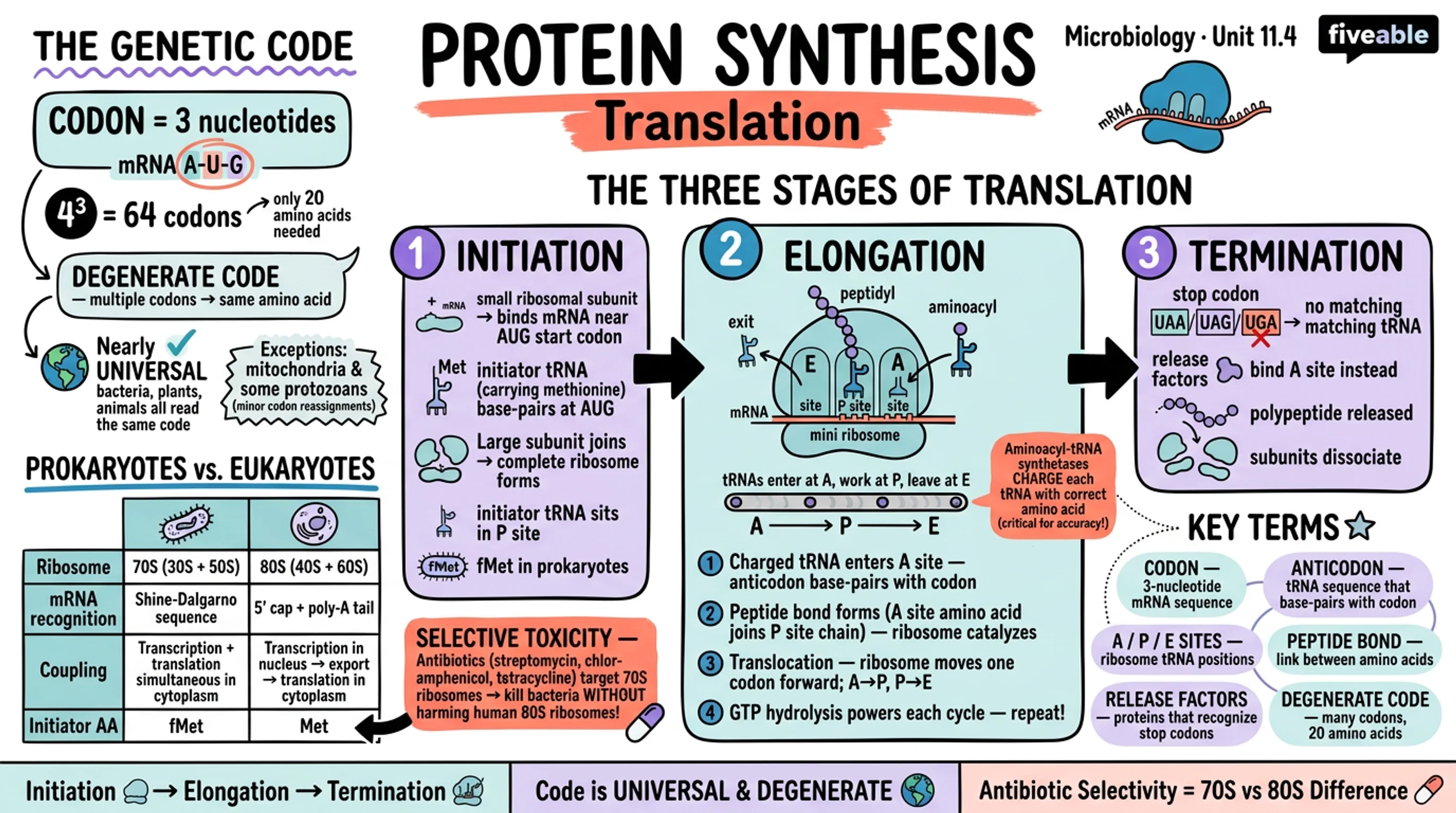 11.4 Protein Synthesis (Translation) - Microbiology - Unit 11 visual cheatsheet