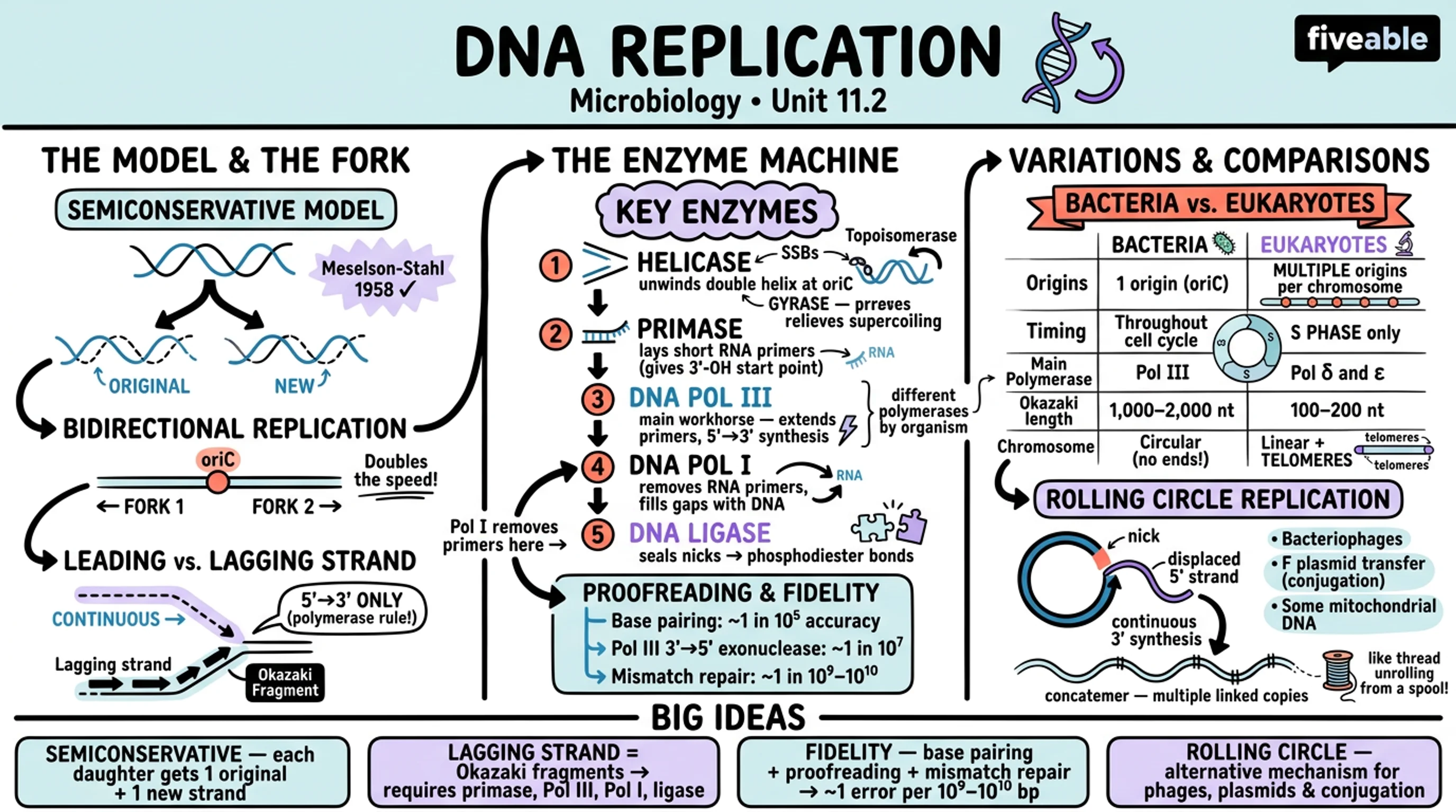 11.2 DNA Replication - Microbiology - Unit 11 visual cheatsheet