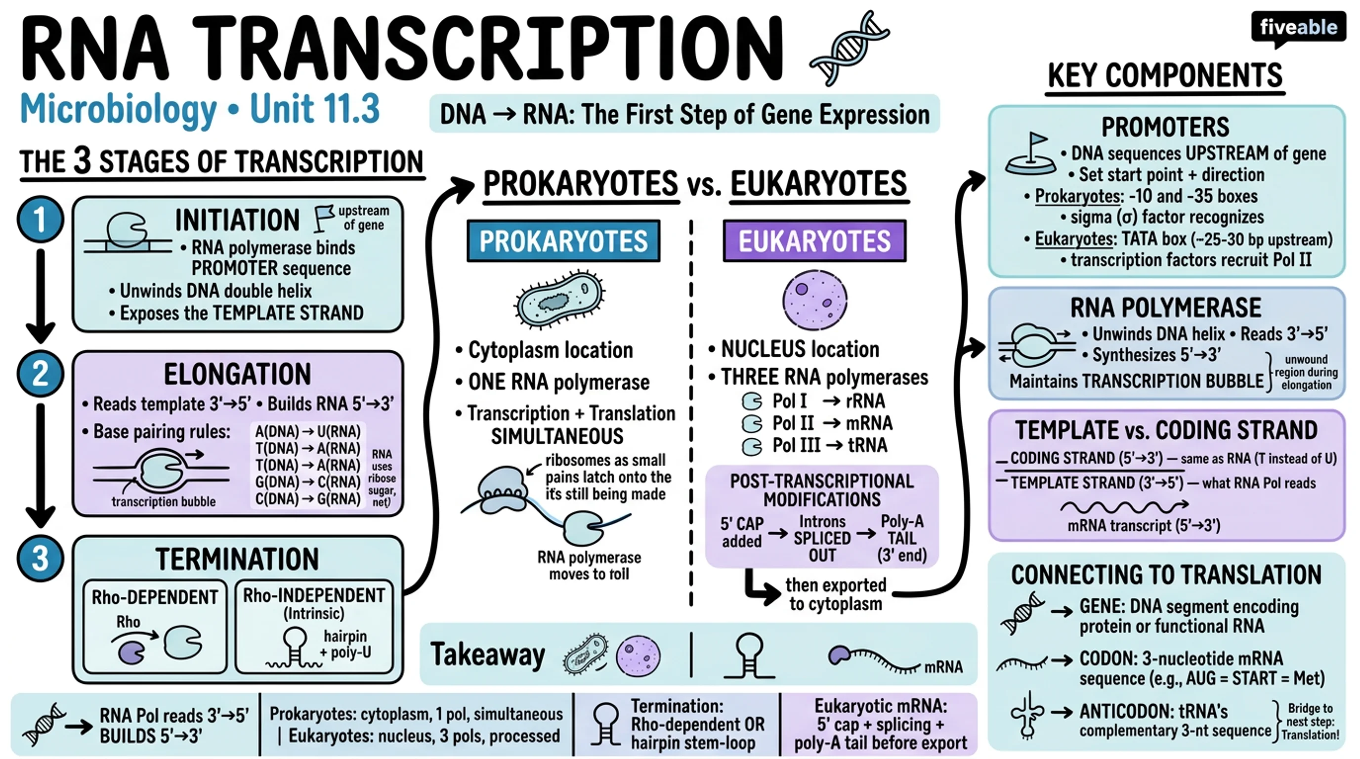 11.3 RNA Transcription - Microbiology - Unit 11 visual cheatsheet