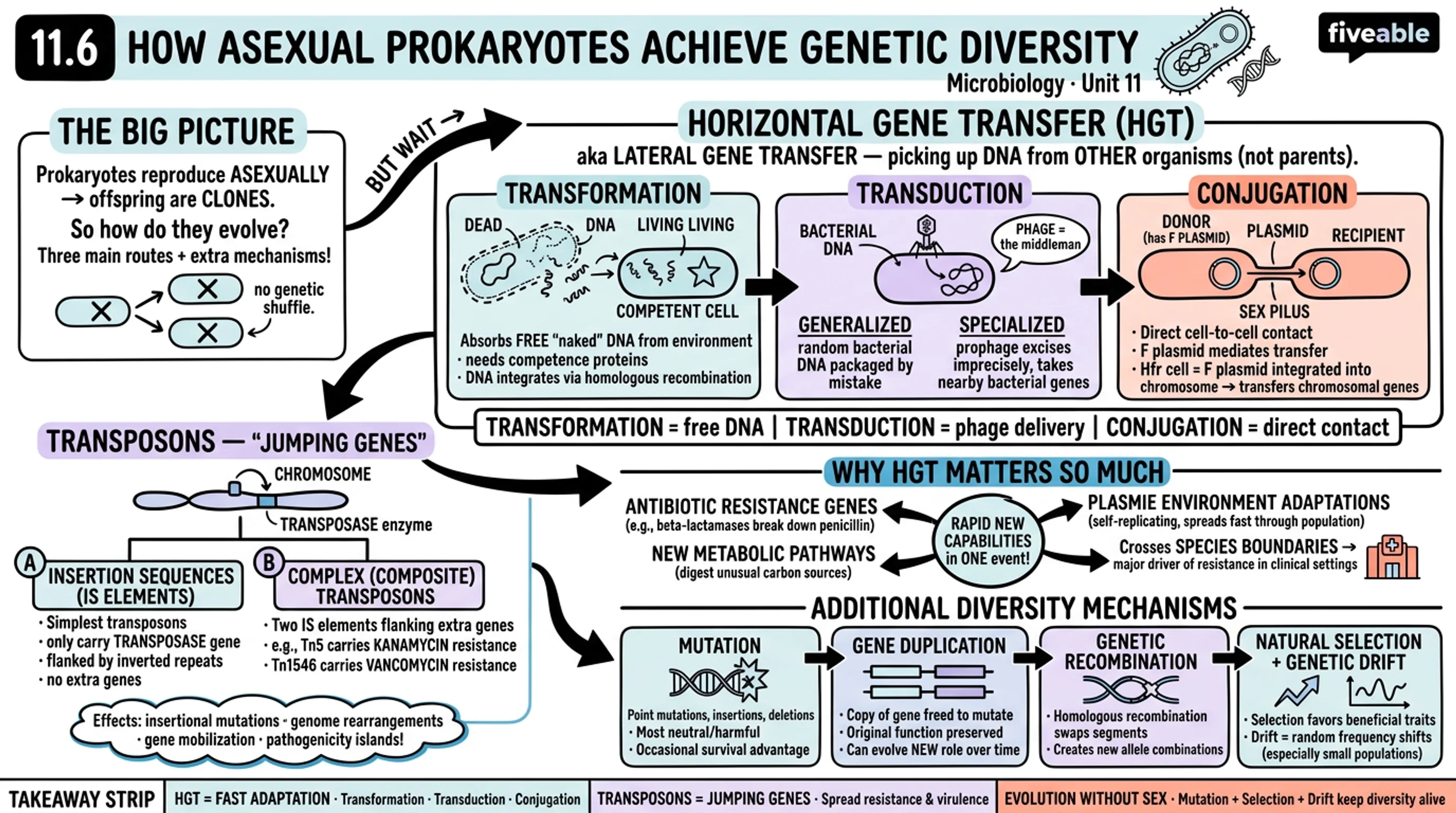 11.6 How Asexual Prokaryotes Achieve Genetic Diversity - Microbiology - Unit 11 visual cheatsheet