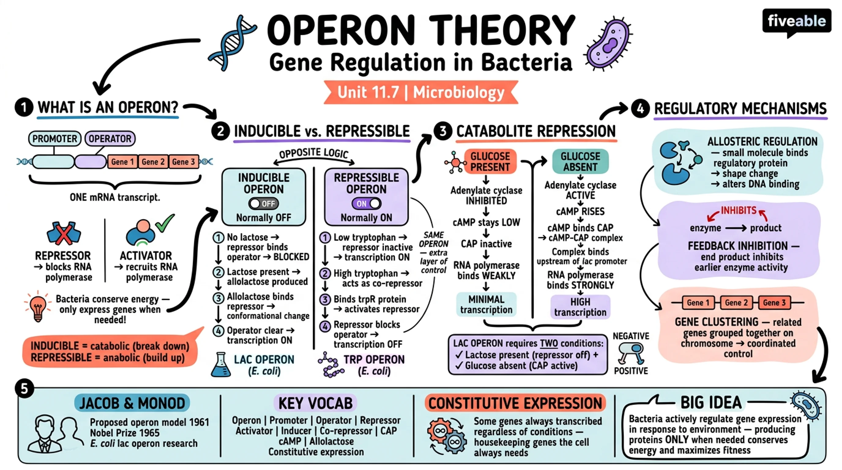 11.7 Gene Regulation: Operon Theory - Microbiology - Unit 11 visual cheatsheet
