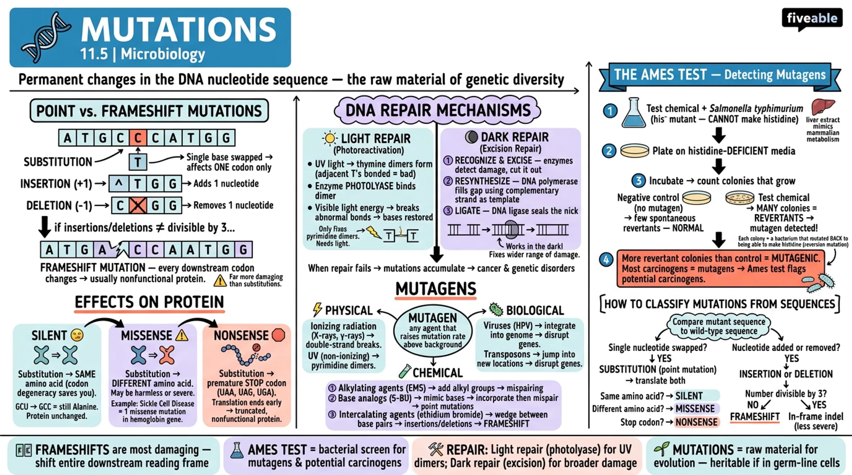 11.5 Mutations - Microbiology - Unit 11 visual cheatsheet