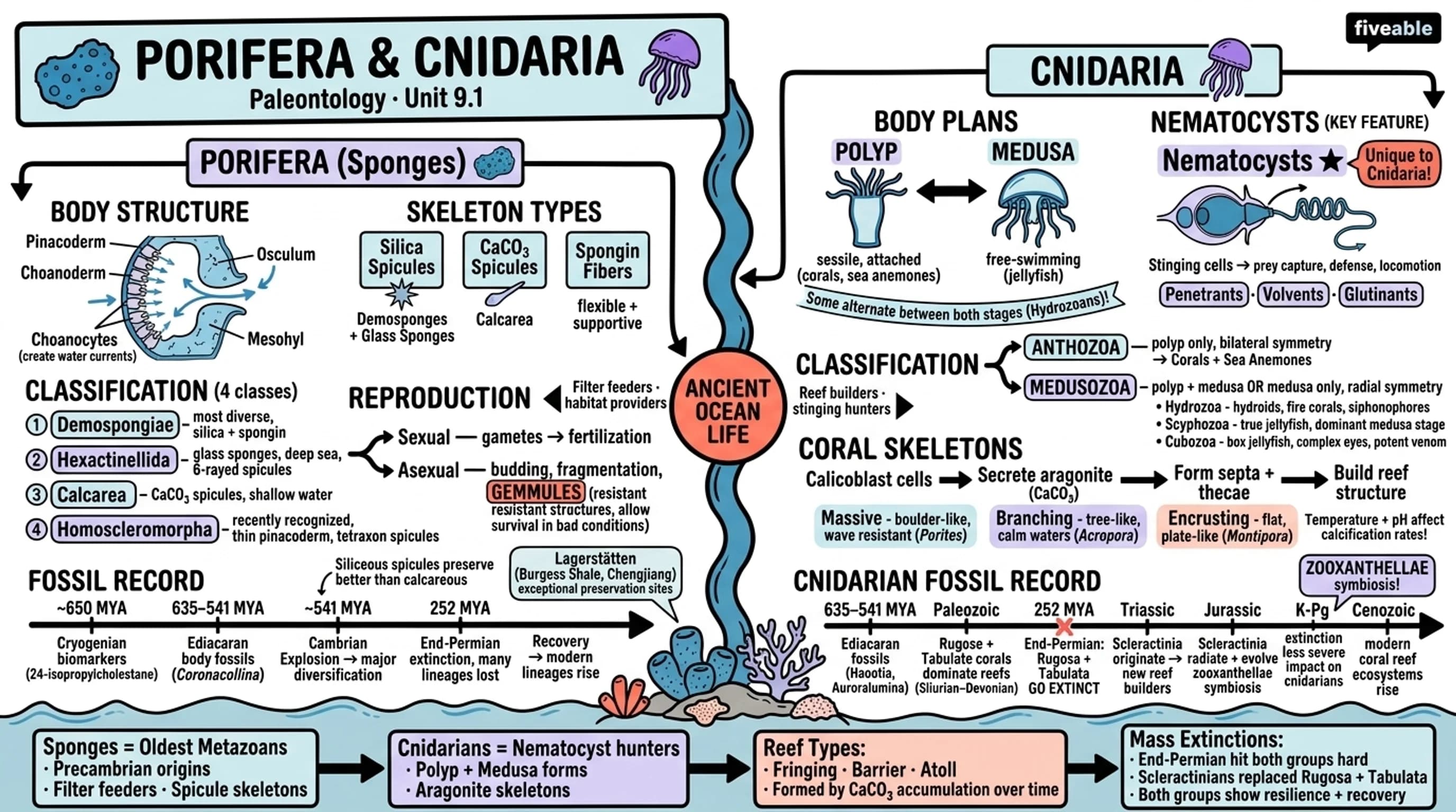 9.1 Porifera and Cnidaria - Paleontology - Unit 9 visual cheatsheet