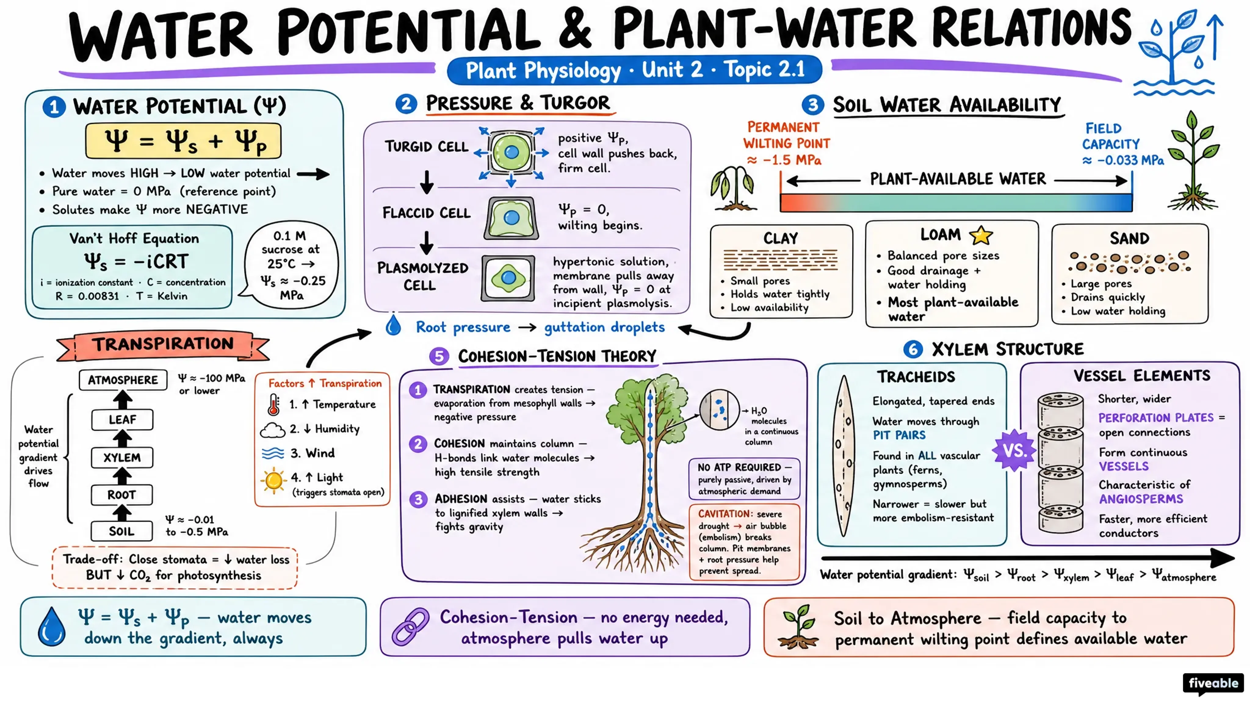 2.1 Water potential and plant-water relations - Plant Physiology - Unit 2 visual cheatsheet