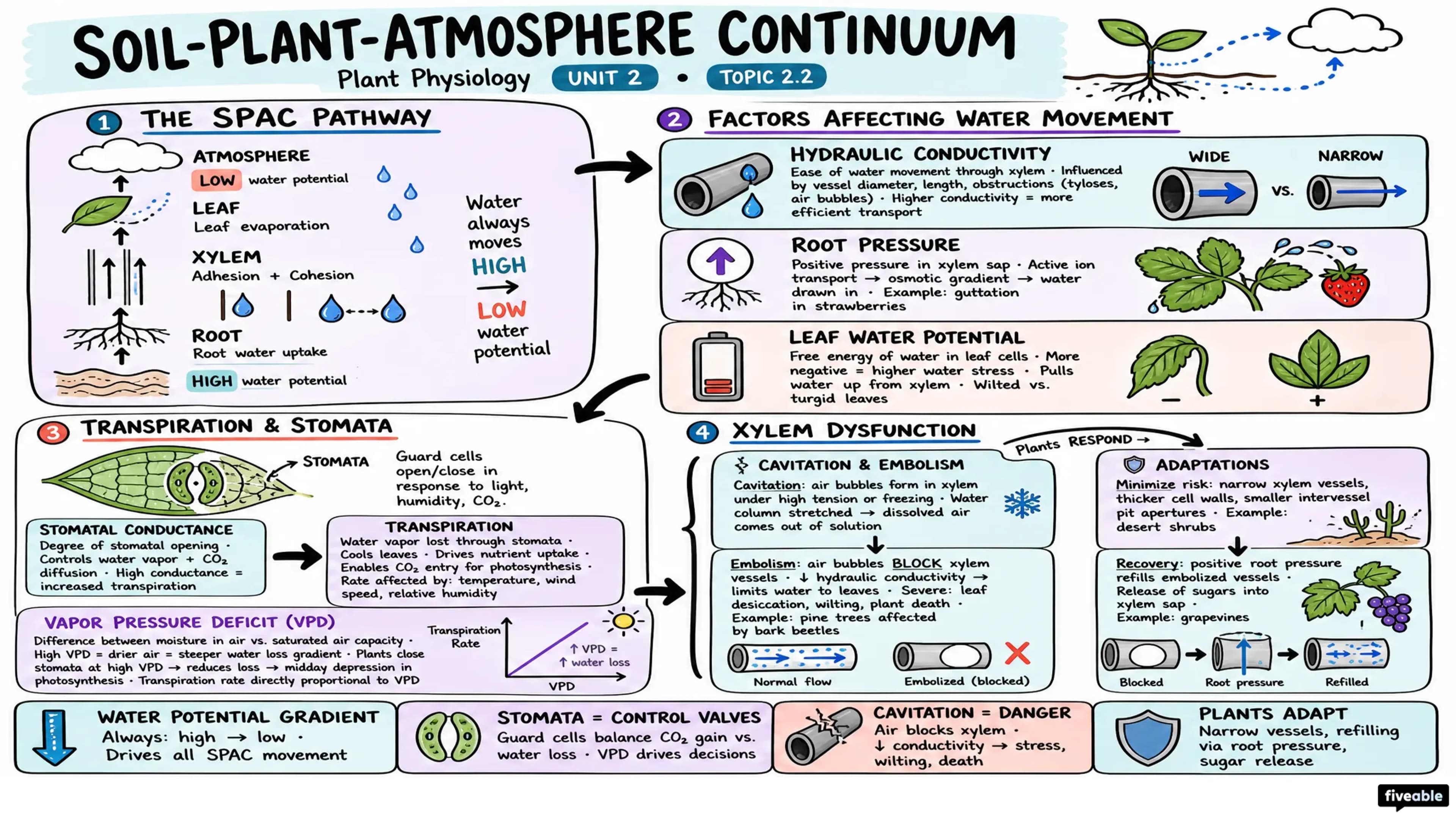 2.2 Soil-plant-atmosphere continuum - Plant Physiology - Unit 2 visual cheatsheet