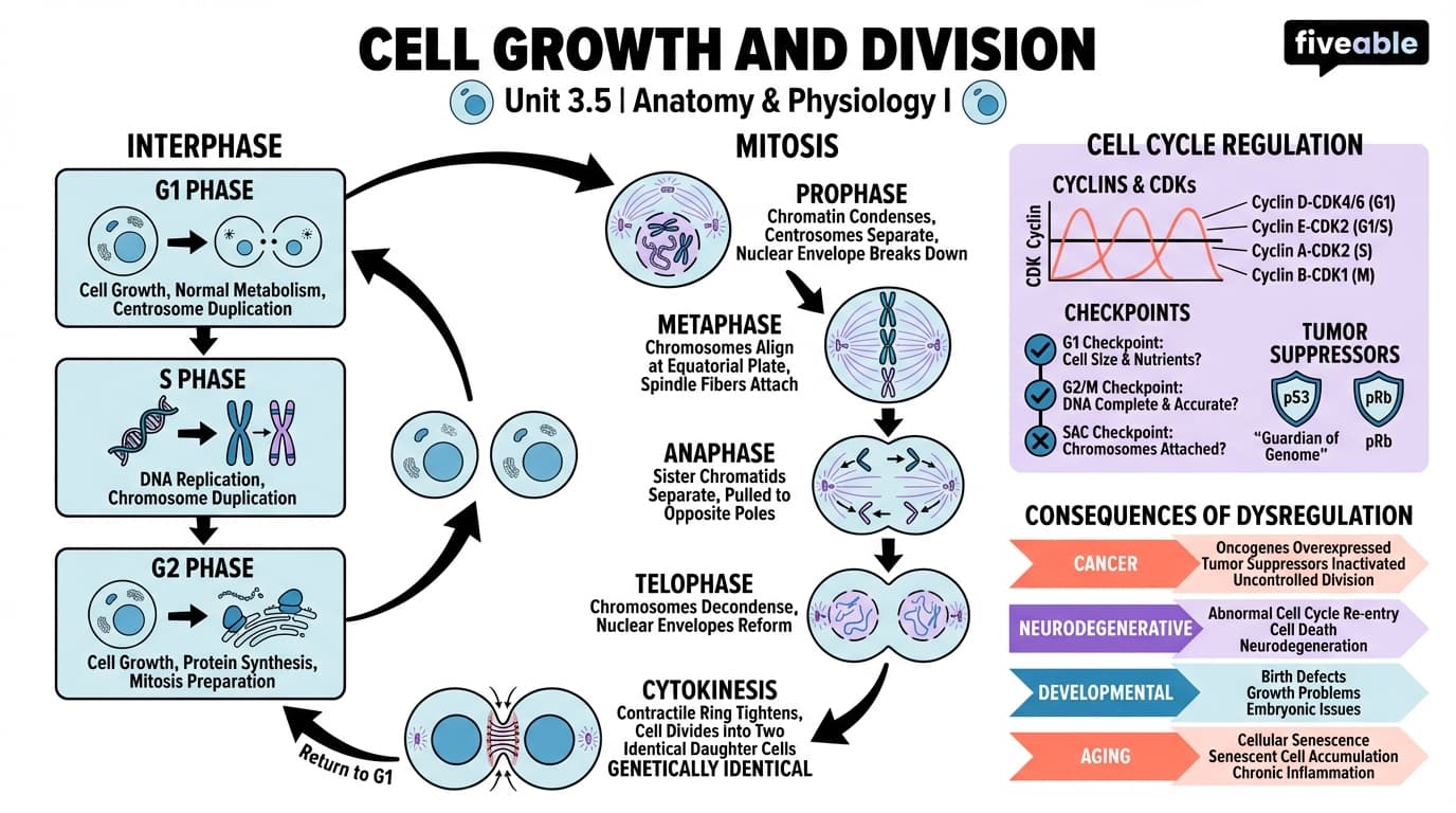 3.5 Cell Growth and Division - Anatomy and Physiology I - Unit 3 visual cheatsheet
