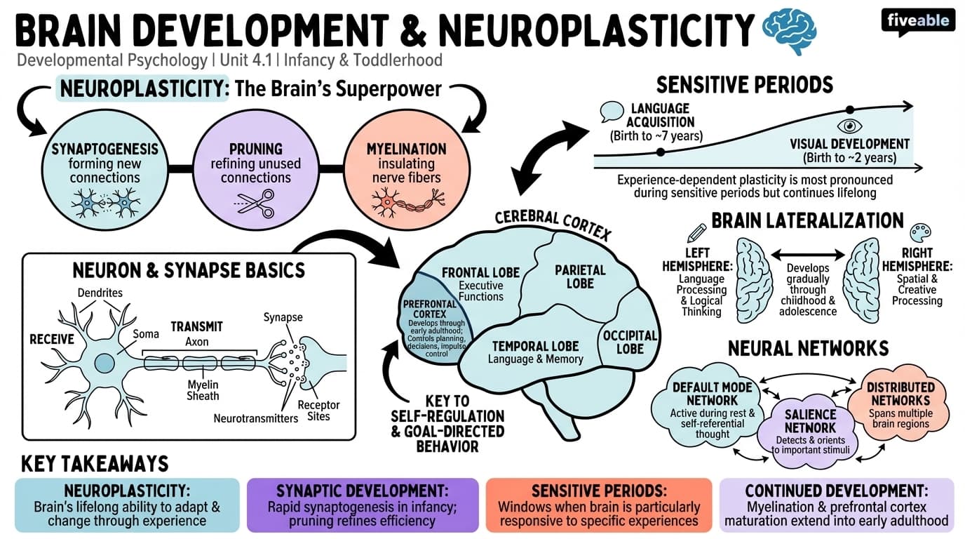 4.1 Brain Development and Neuroplasticity - Developmental Psychology - Unit 4 visual cheatsheet