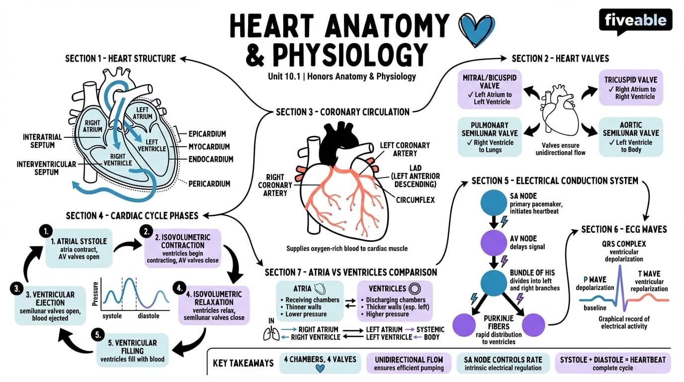 10.1 Heart Anatomy and Physiology - Honors Anatomy and Physiology - Unit 10 visual cheatsheet