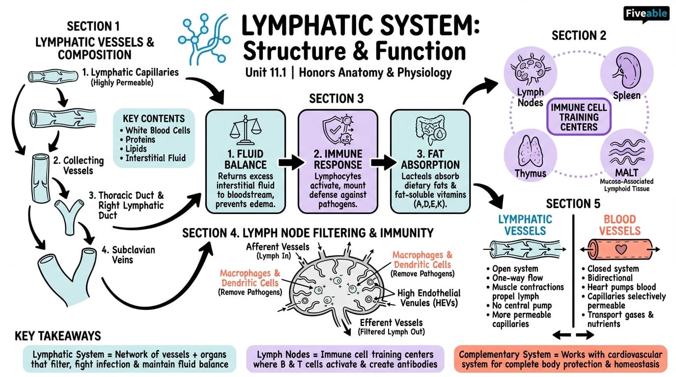 11.1 Lymphatic System Structure and Function - Honors Anatomy and Physiology - Unit 11 visual cheatsheet