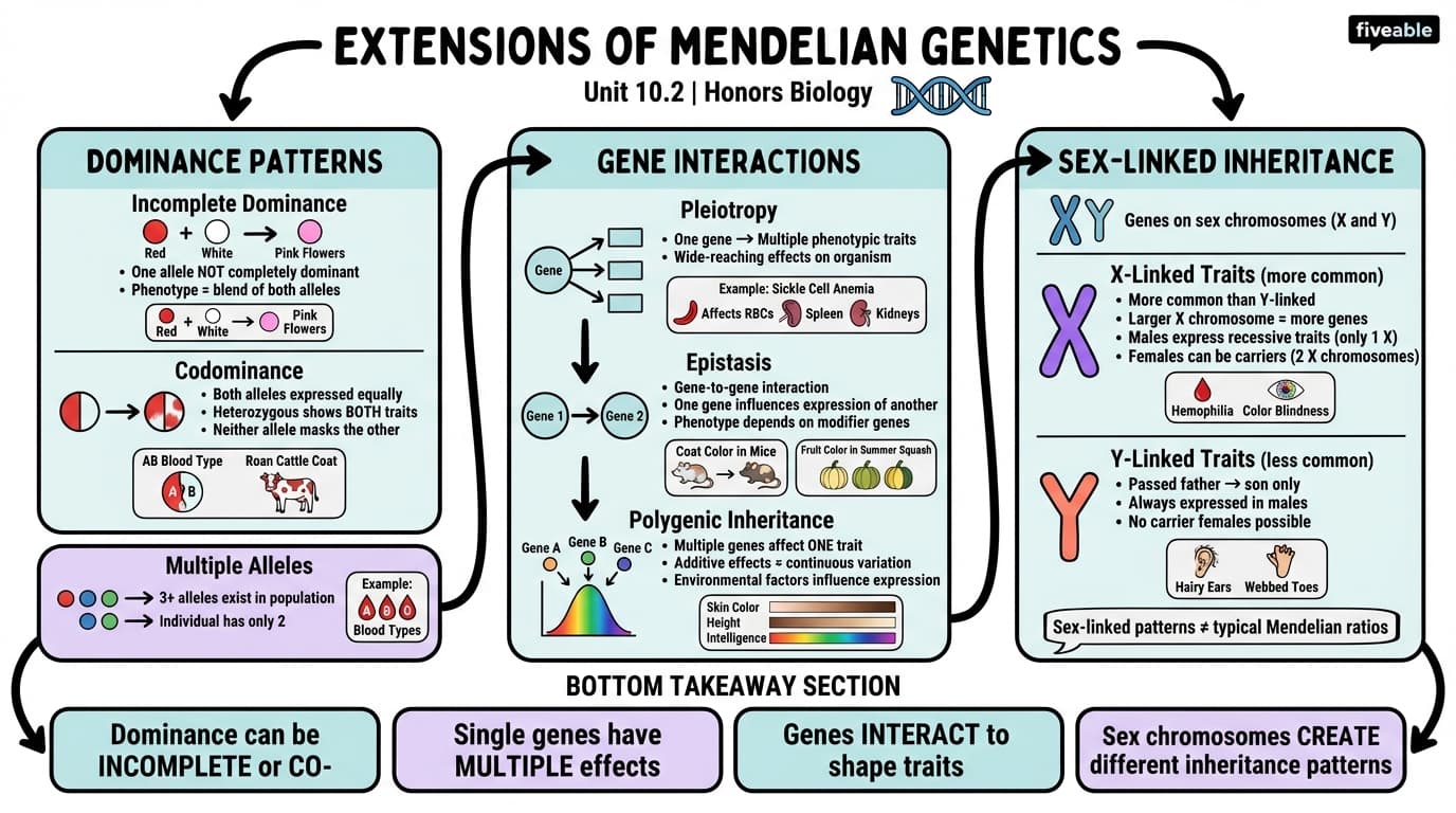 10.2 Extensions of Mendelian Genetics - Honors Biology - Unit 10 visual cheatsheet
