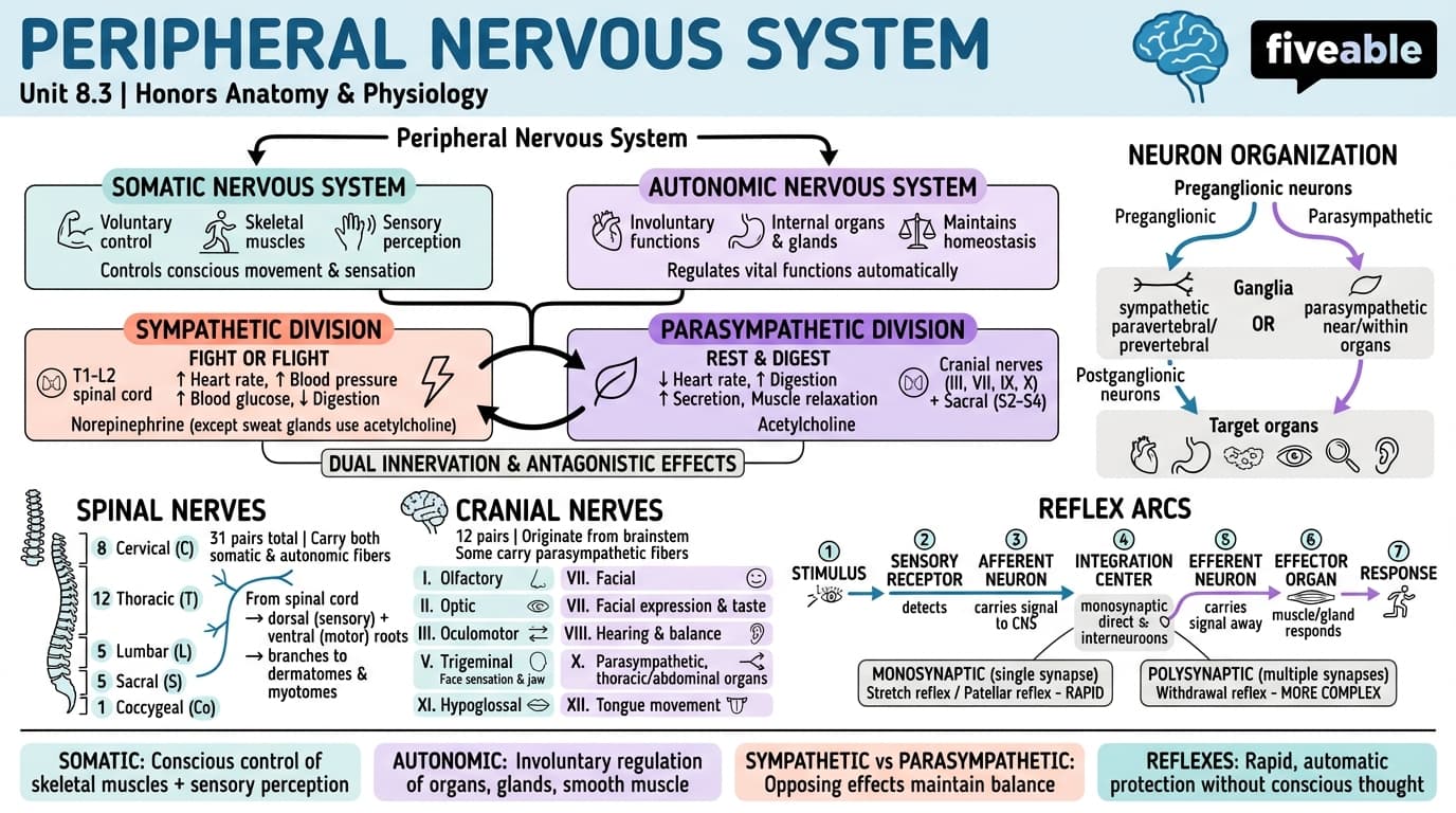 8.3 Peripheral Nervous System - Honors Anatomy and Physiology - Unit 8 visual cheatsheet