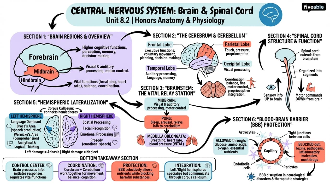 8.2 Central Nervous System: Brain and Spinal Cord - Honors Anatomy and Physiology - Unit 8 visual cheatsheet