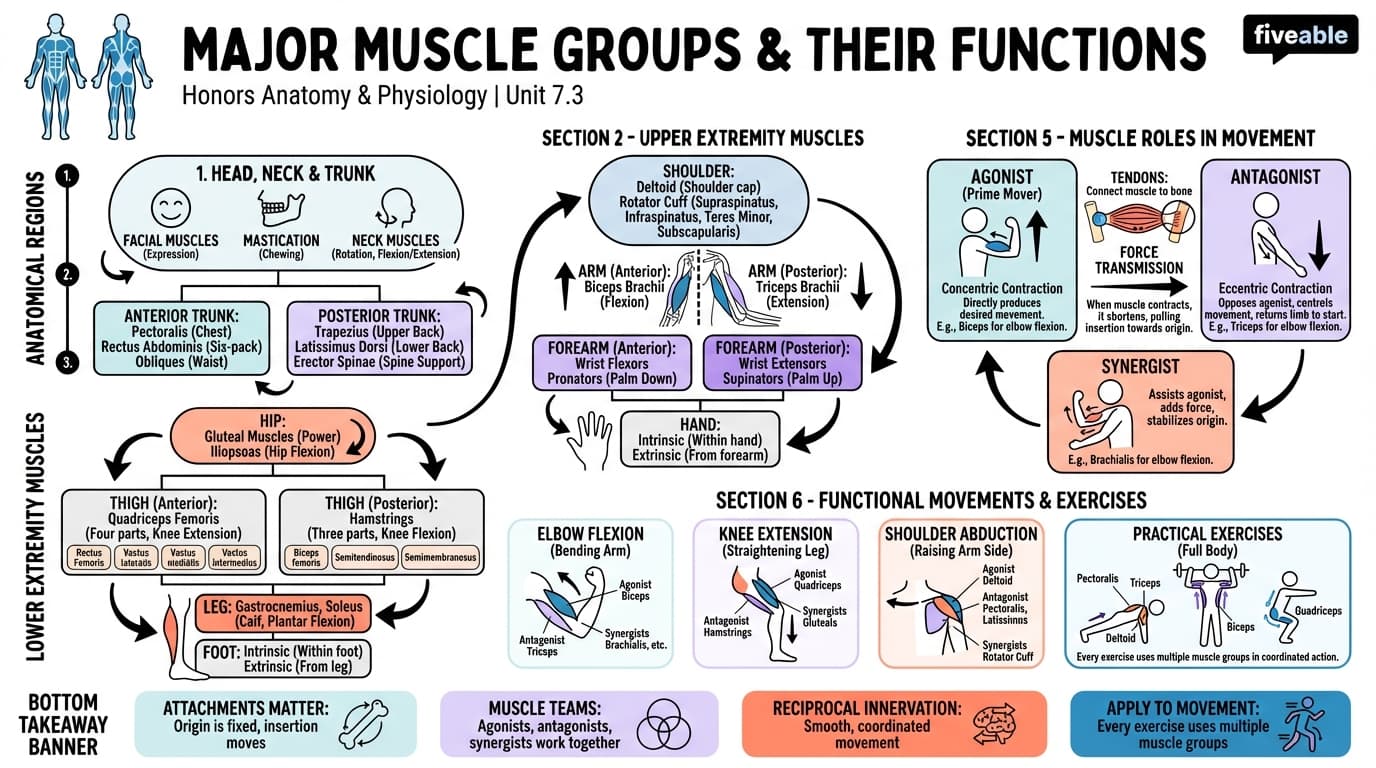 7.3 Major Muscle Groups and Their Functions - Honors Anatomy and Physiology - Unit 7 visual cheatsheet