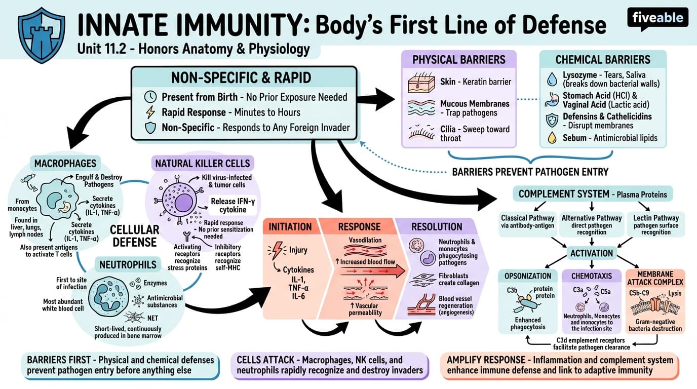 11.2 Innate Immunity - Honors Anatomy and Physiology - Unit 11 visual cheatsheet