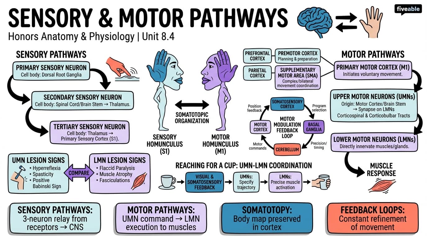 8.4 Sensory and Motor Pathways - Honors Anatomy and Physiology - Unit 8 visual cheatsheet