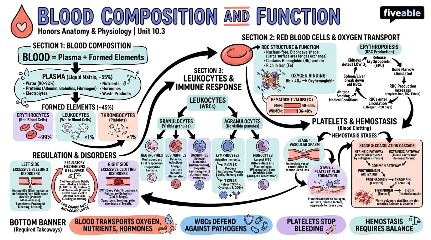 10.3 Blood Composition and Function - Honors Anatomy and Physiology - Unit 10 visual cheatsheet