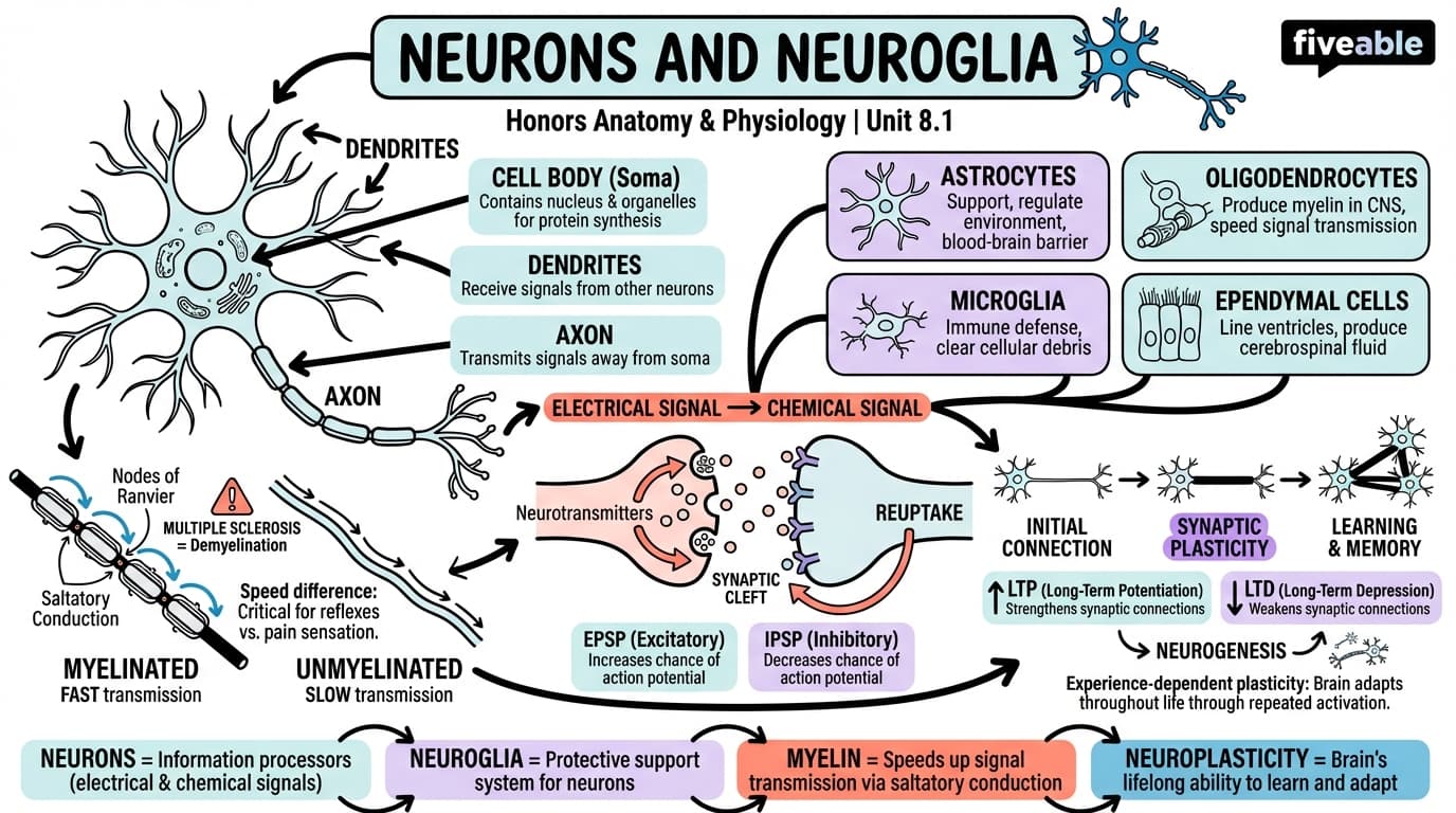 8.1 Neurons and Neuroglia - Honors Anatomy and Physiology - Unit 8 visual cheatsheet
