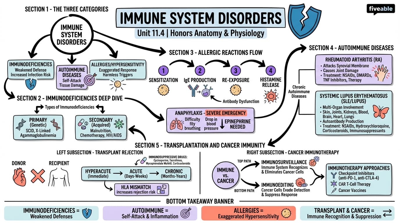 11.4 Immune System Disorders - Honors Anatomy and Physiology - Unit 11 visual cheatsheet