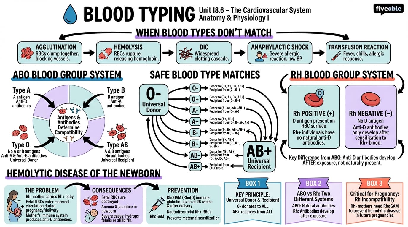 18.6 Blood Typing - Anatomy and Physiology I - Unit 18 visual cheatsheet