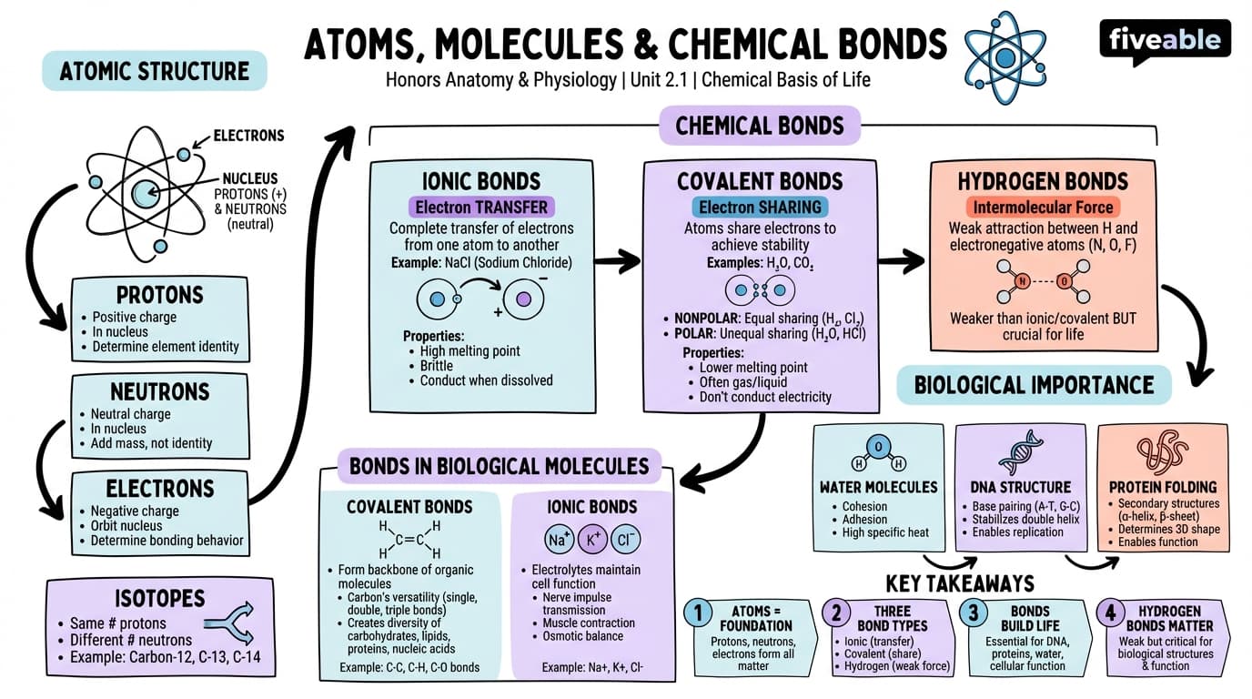 2.1 Atoms, Molecules, and Chemical Bonds - Honors Anatomy and Physiology - Unit 2 visual cheatsheet
