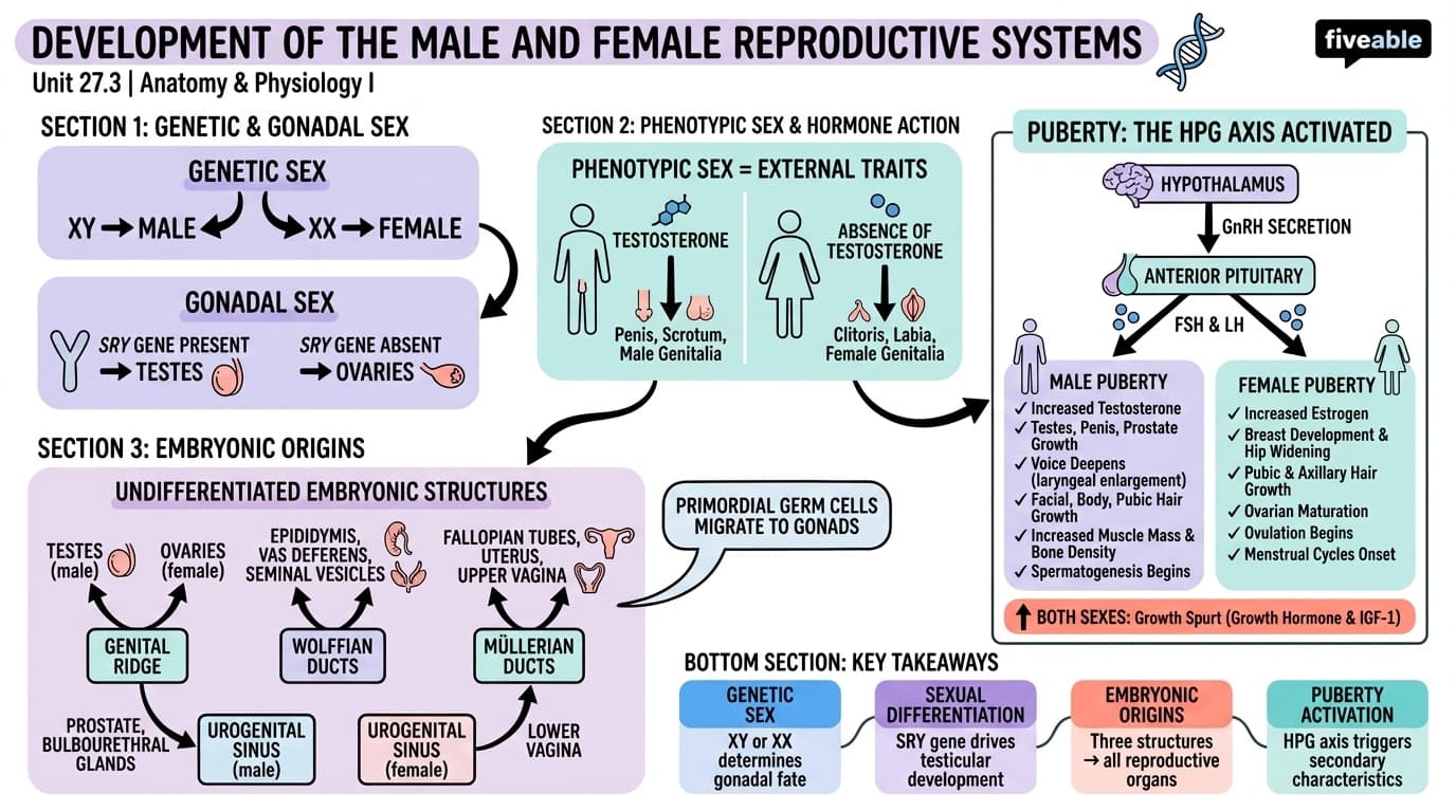 27.3 Development of the Male and Female Reproductive Systems - Anatomy and Physiology I - Unit 27 visual cheatsheet