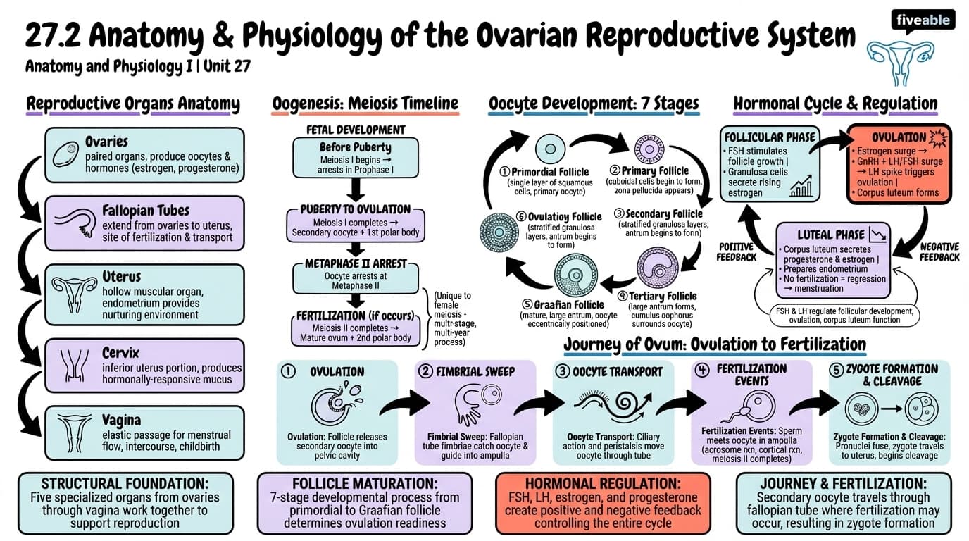 27.2 Anatomy and Physiology of the Ovarian Reproductive System - Anatomy and Physiology I - Unit 27 visual cheatsheet