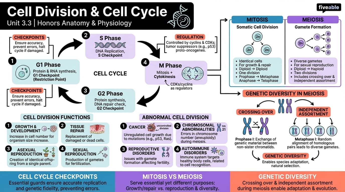 3.3 Cell Division and Cell Cycle - Honors Anatomy and Physiology - Unit 3 visual cheatsheet