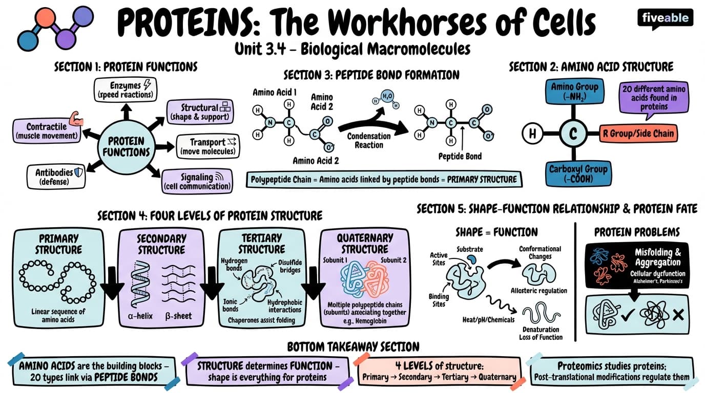 3.4 Proteins - General Biology I - Unit 3 visual cheatsheet