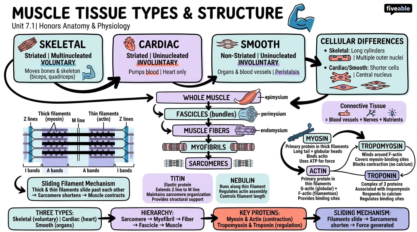 7.1 Muscle Tissue Types and Structure - Honors Anatomy and Physiology - Unit 7 visual cheatsheet